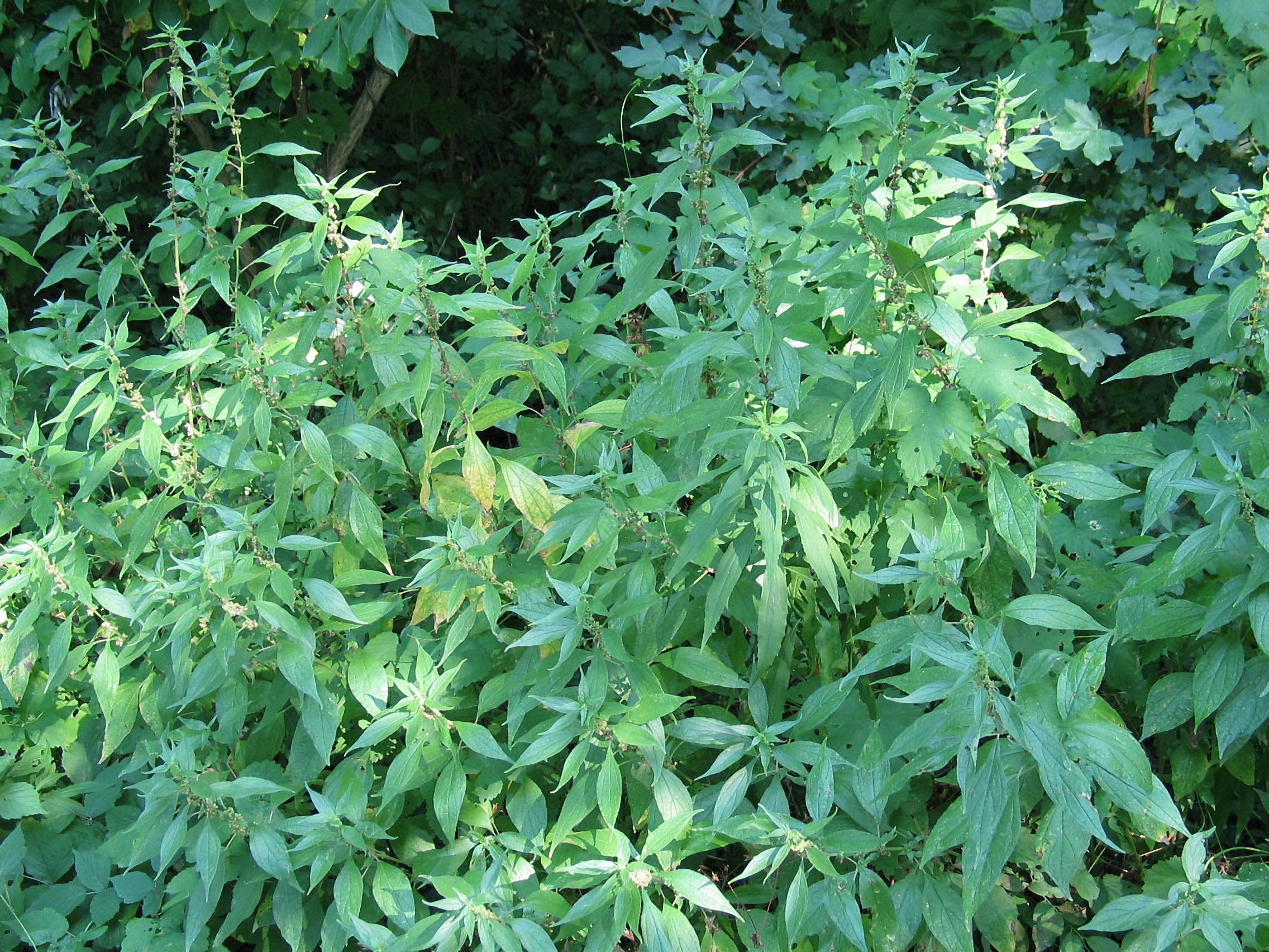 Nationalpark-Donau-Auen-9981-7-Flora-Krautige-Aufrechtes-Glaskraut_Parietaria-officinalis,Berthold.JPG