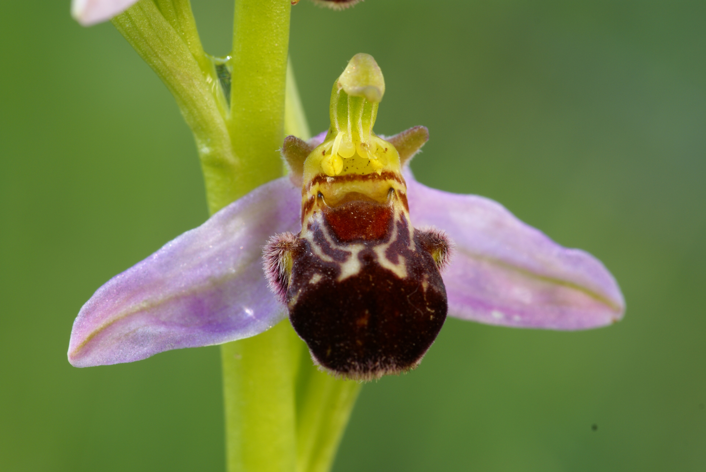 Nationalpark-Donau-Auen-15934-7-Flora-Krautige-Orchideen-Bienenragwurz,Baumgartner.JPG