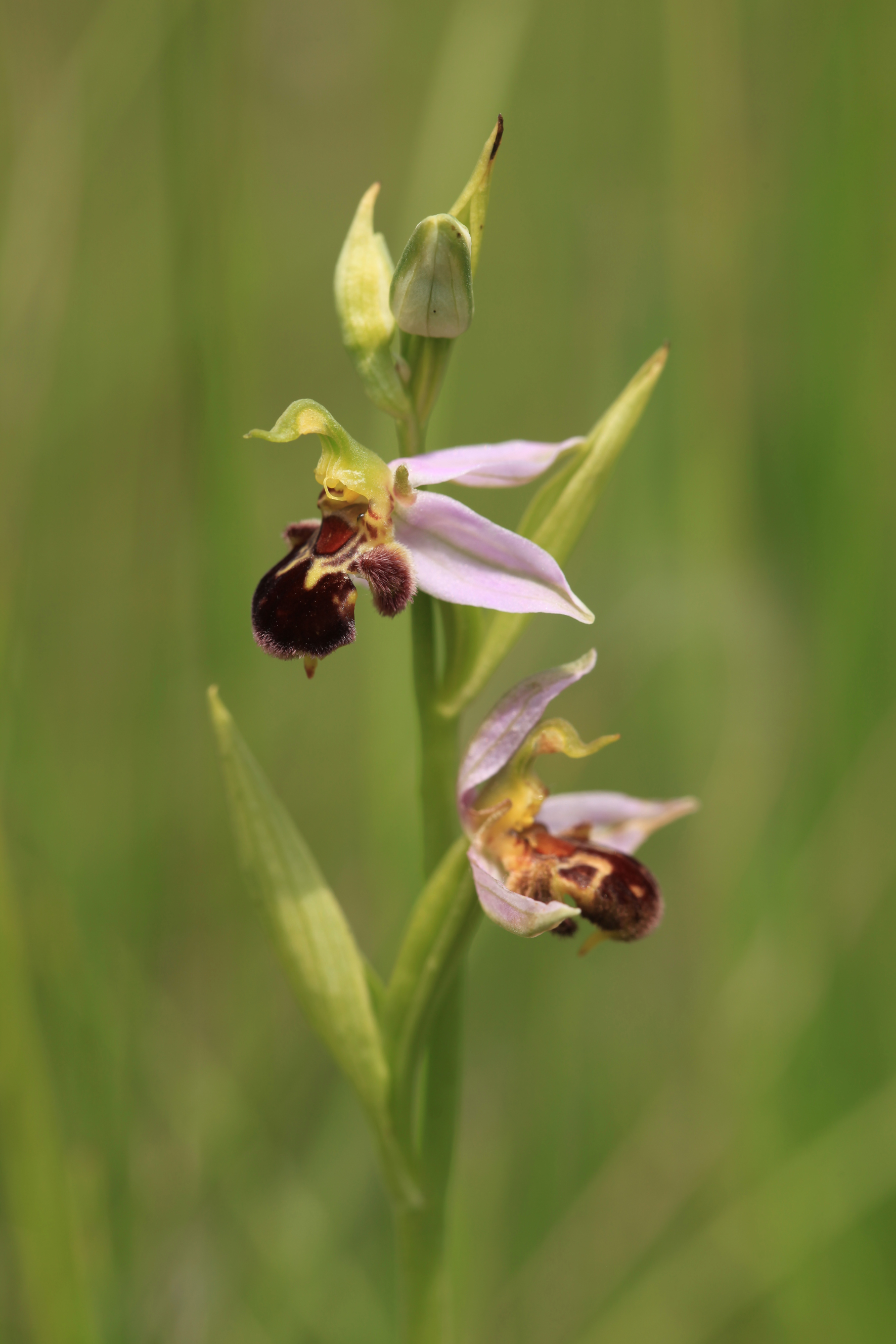 Nationalpark-Donau-Auen-31762-7-Flora-Krautige-Bienenragwurz,Baumgartner.JPG