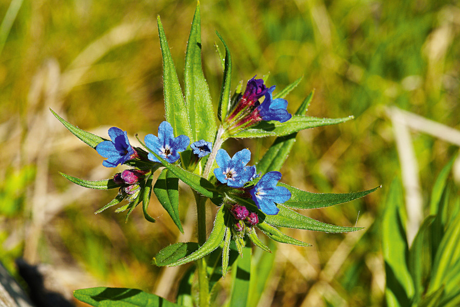 Nationalpark-Donau-Auen-12398-7-Flora-Krautige-Steinsame,BaumgartnerB.jpg