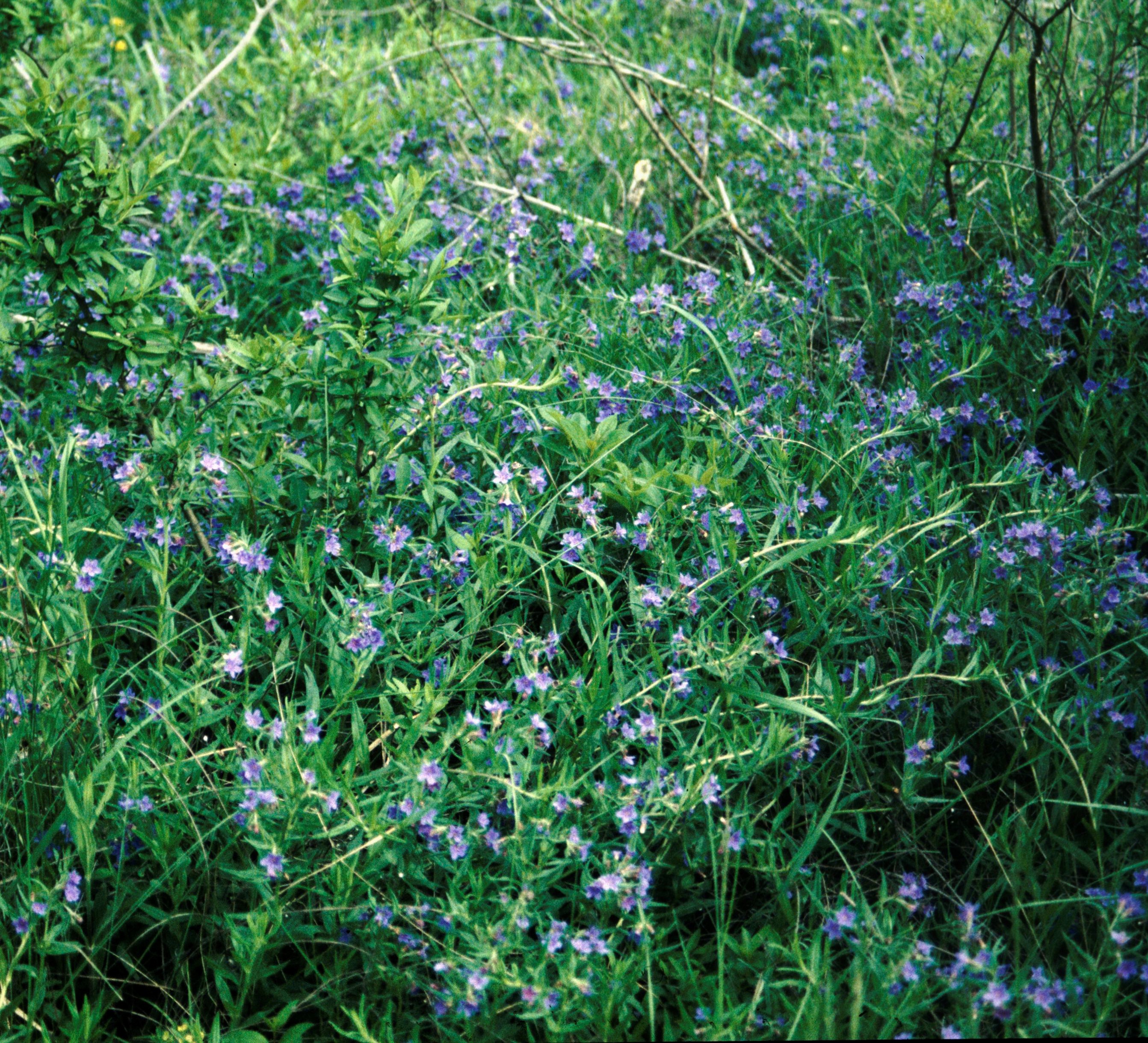Nationalpark-Donau-Auen-1533-7-Flora-Krautige-Purpurner-Steinsame,Baumgartner.jpg