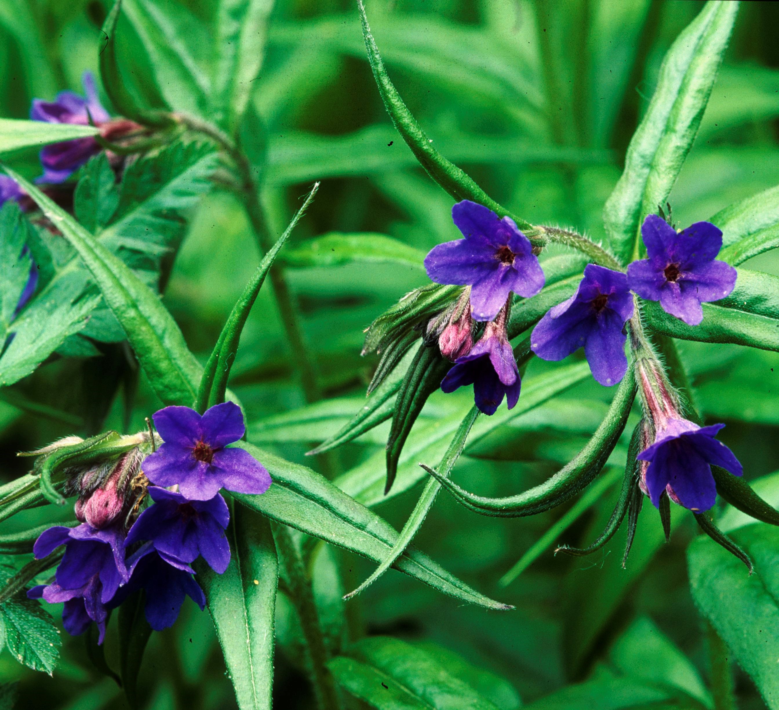 Nationalpark-Donau-Auen-6636-7-Flora-Krautige-Blauroter-Steinsame,Weiland.jpg