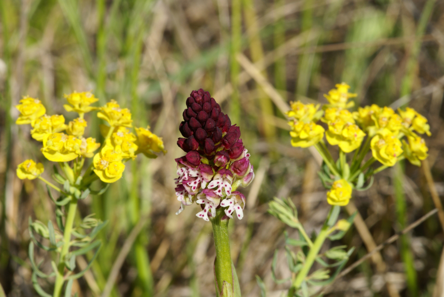 Nationalpark-Donau-Auen-50634-7-Flora-Brandknabenkraut,Baumgartner.JPG