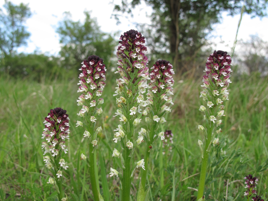 Nationalpark-Donau-Auen-50640-7-Flora-Brandknabenkraut,Baumgartner.JPG