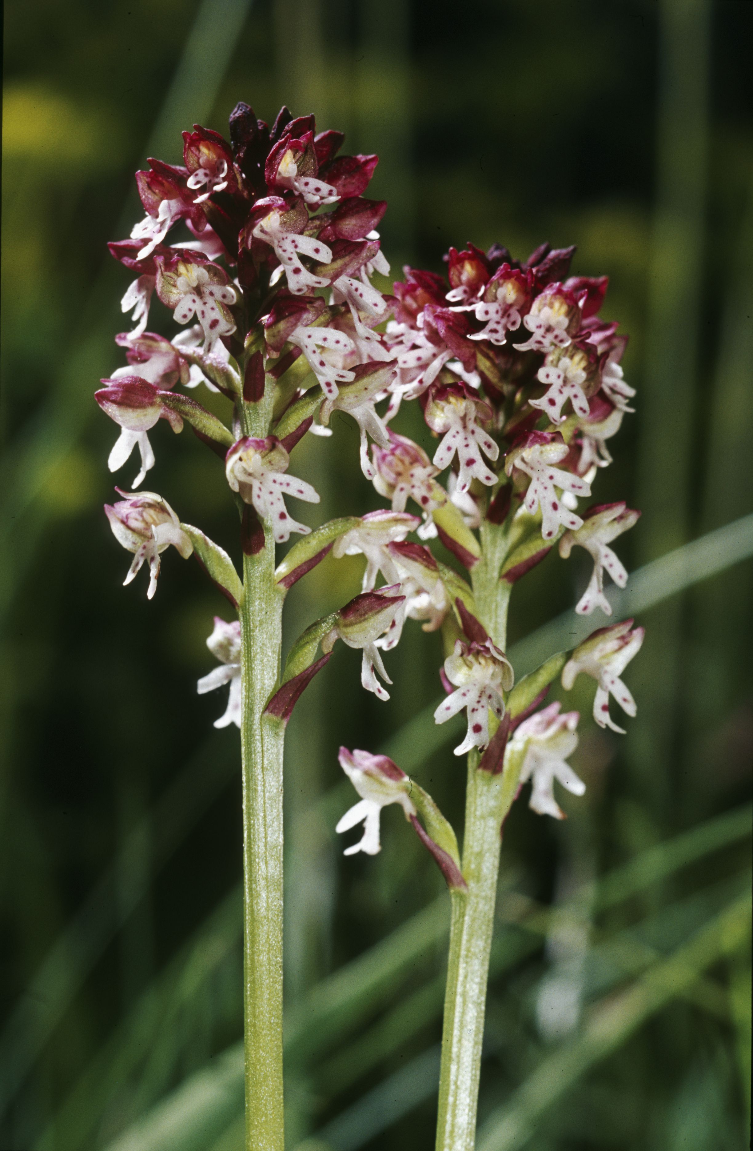 Nationalpark-Donau-Auen-5724-7-Flora-Krautige-Brand-Knabenkraut,Valenta.jpg