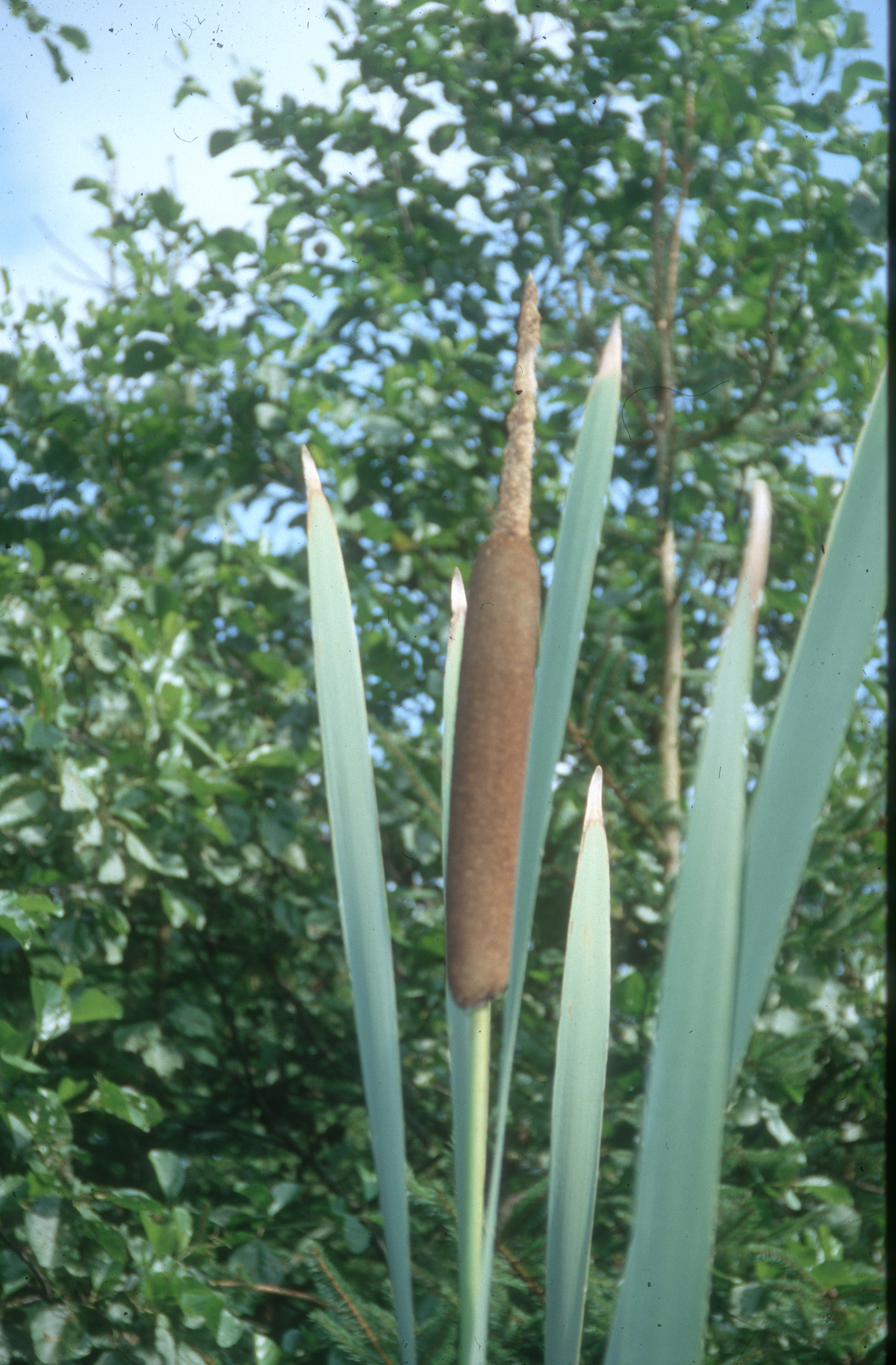 Nationalpark-Donau-Auen-10538-10-Flora-Wasserpflanzen-Rohrkolben,Hrauda.jpg
