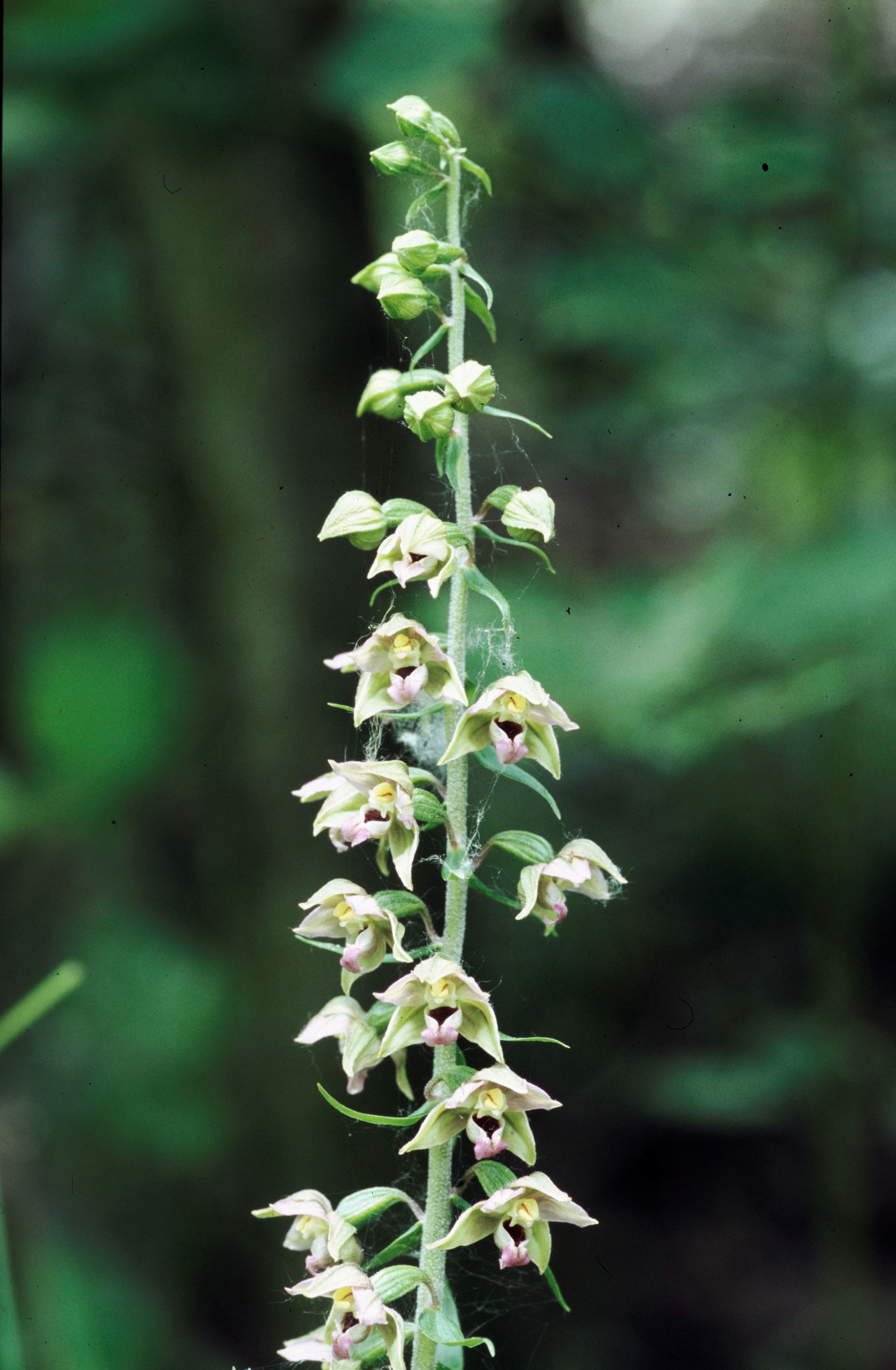 Breitblättrige Stendelwurz │ Nationalpark DonauAuen