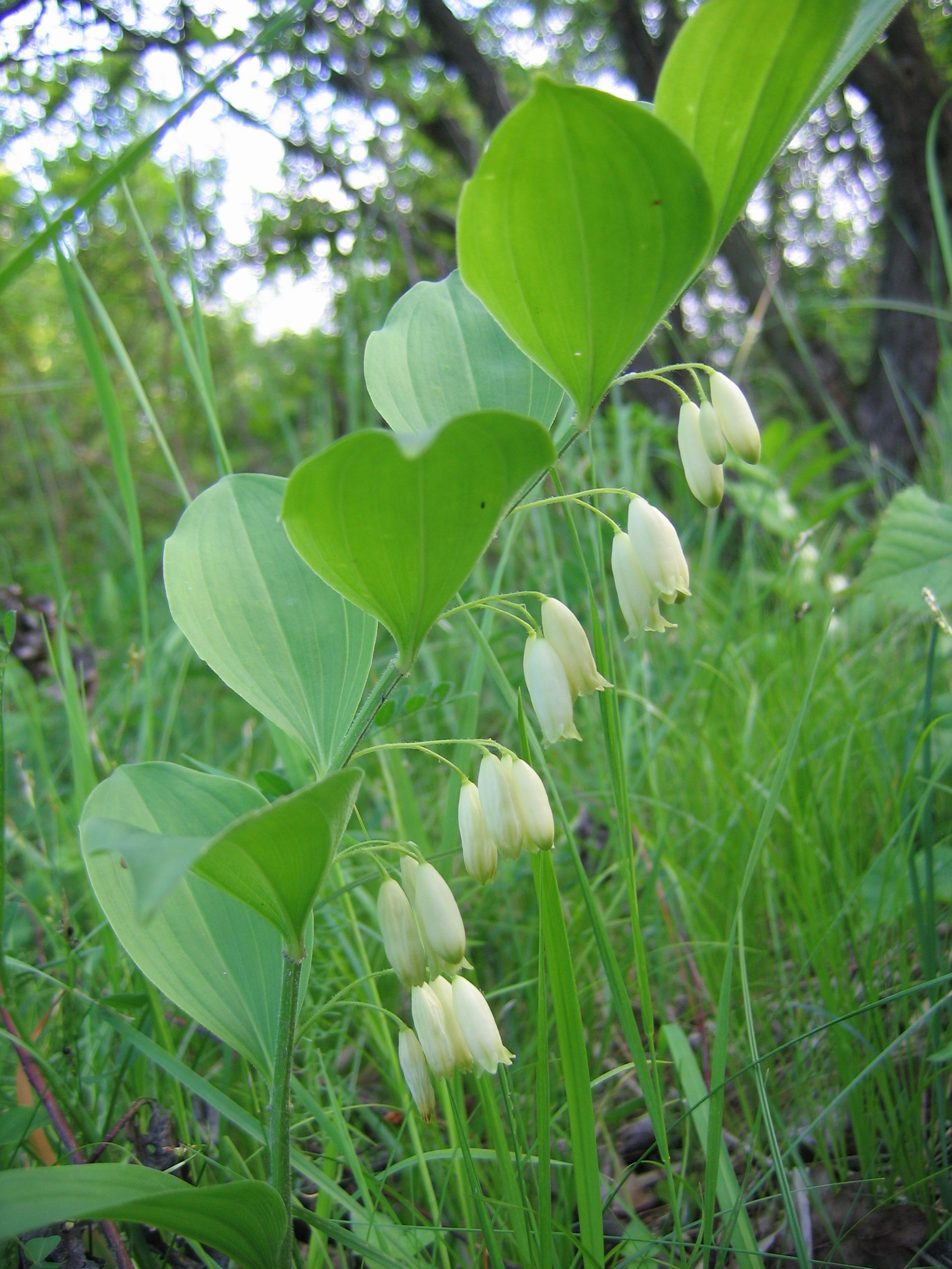 Nationalpark-Donau-Auen-12396-7-Flora-Krautige-Weisswurz,Baumgartner.jpg