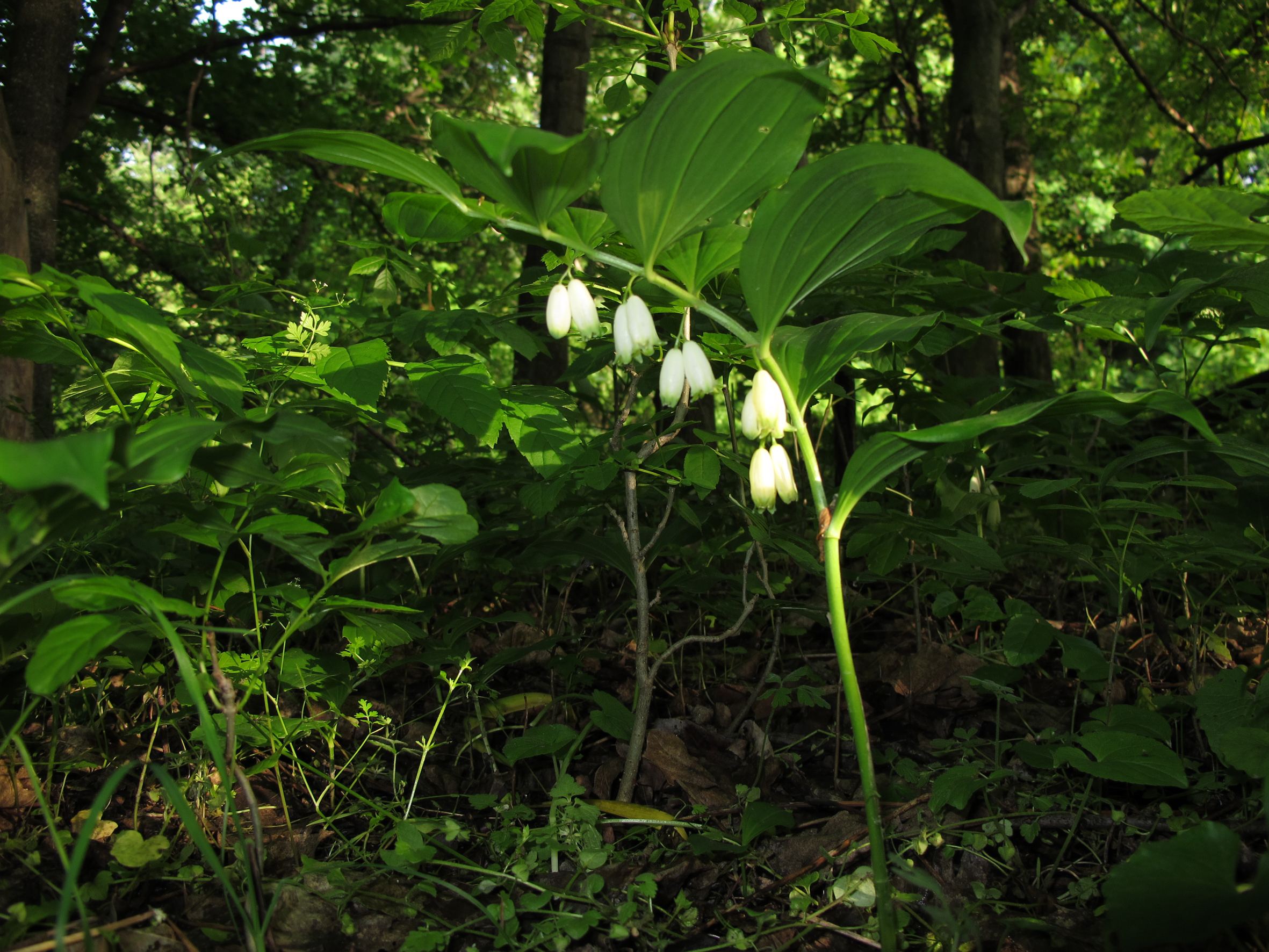 Nationalpark-Donau-Auen-31794-7-Flora-Krautige-Auenweisswurz,Baumgartner.JPG