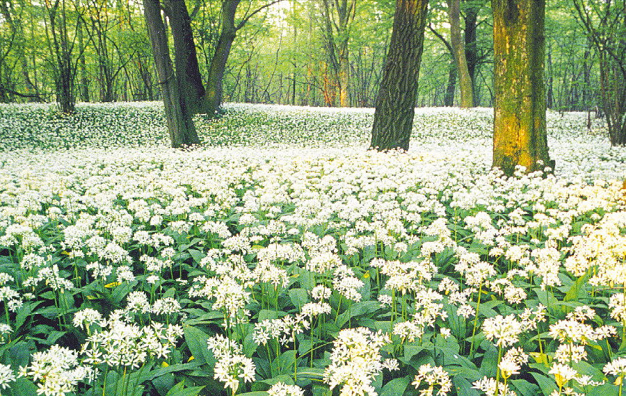 Nationalpark-Donau-Auen-8797--11-Flora-Geophyten-Barlauch,--KovacsB.jpg