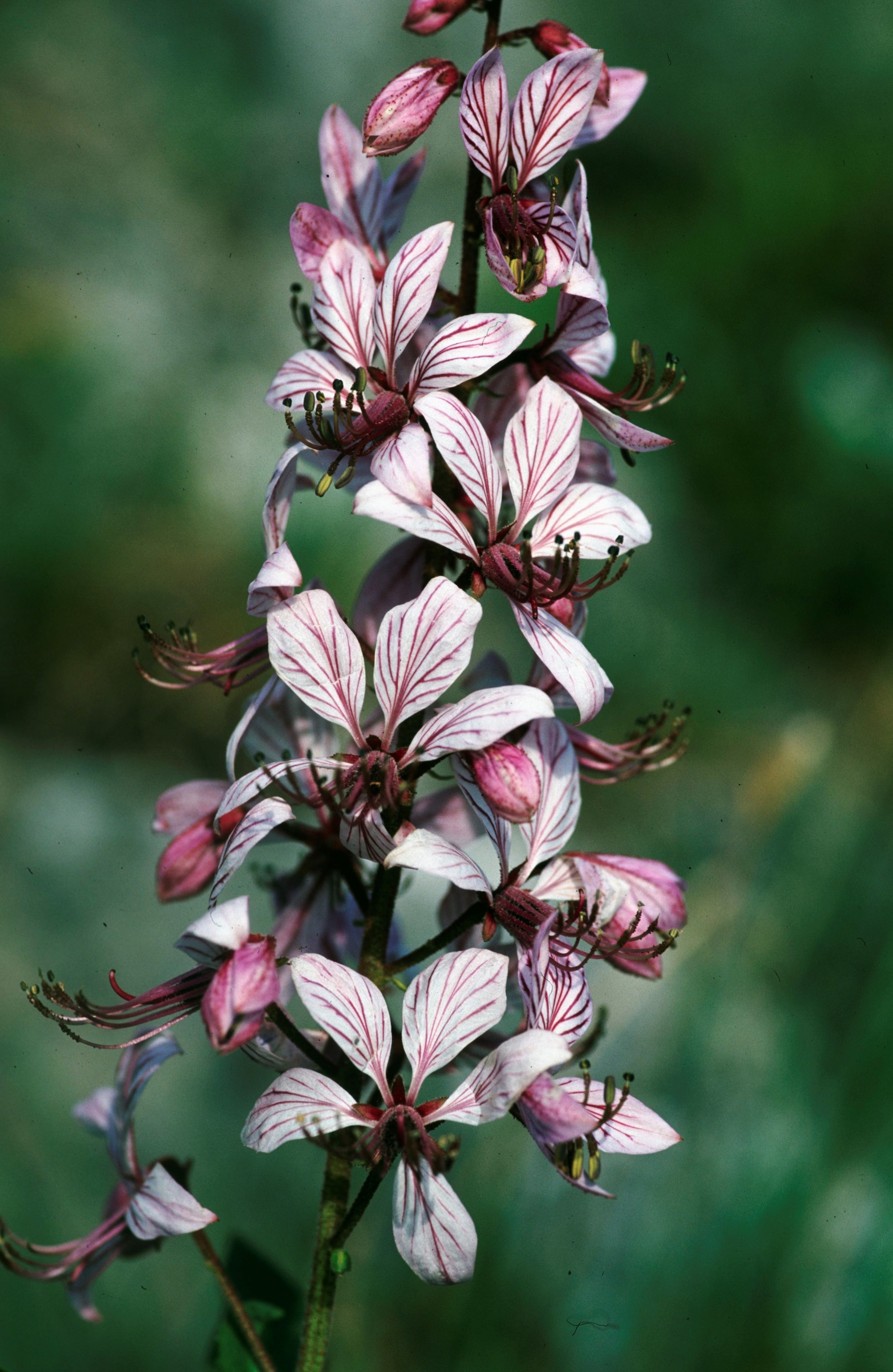 Nationalpark-Donau-Auen-4586-7-Flora-Krautige-Diptam,Baumgartner.jpg