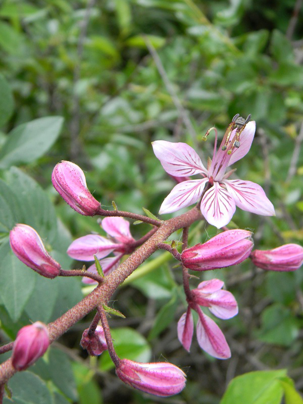 Nationalpark-Donau-Auen-48450-7-Flora-Diptam_SandbergDevKobyla,Zlochava.jpg