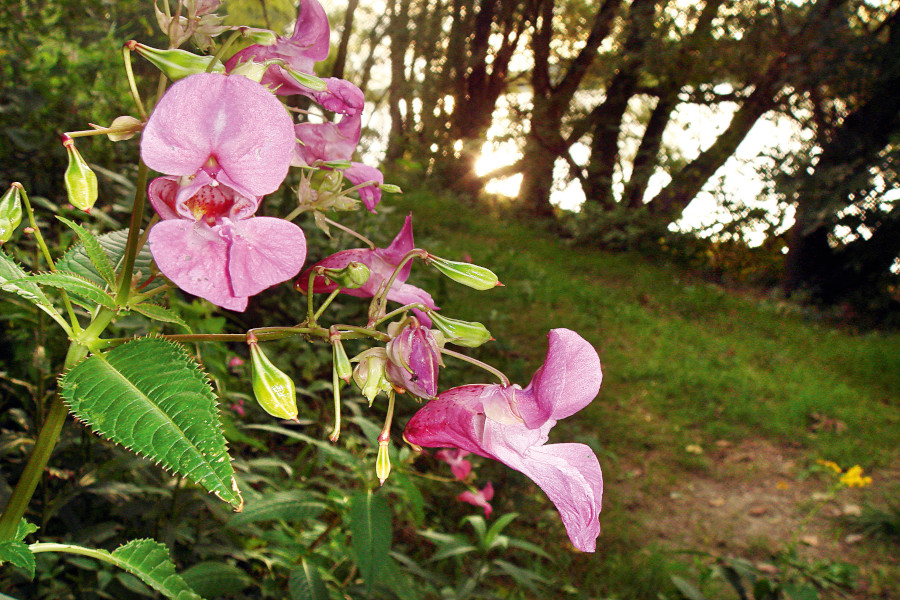 Nationalpark-Donau-Auen-13501-7-Flora-Krautige-drusiges-Springkraut,KernB.jpg