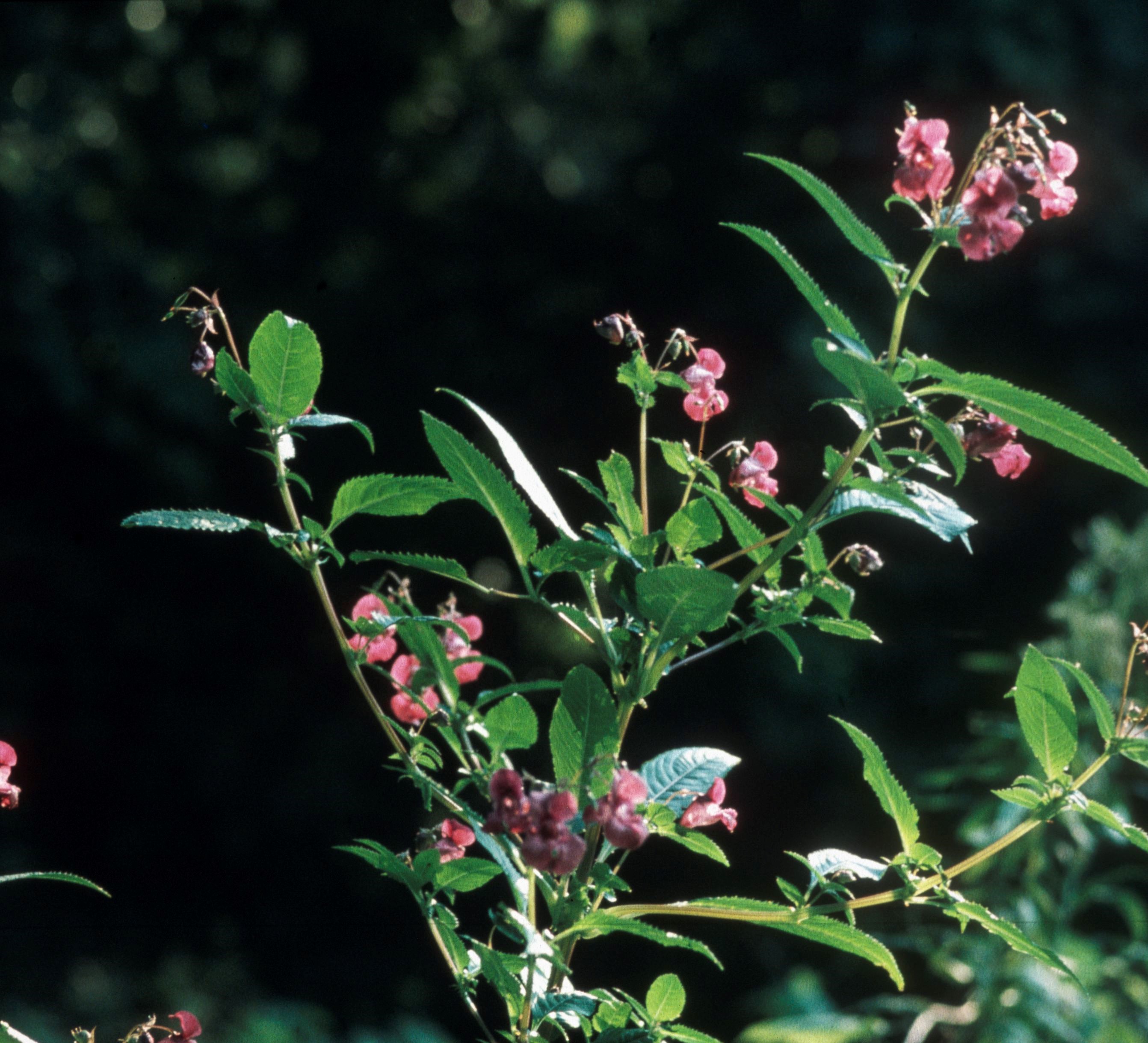 Nationalpark-Donau-Auen-588-7-Flora-Krautige-Drusen-Springkraut,Golebiowski-und-Navara.jpg