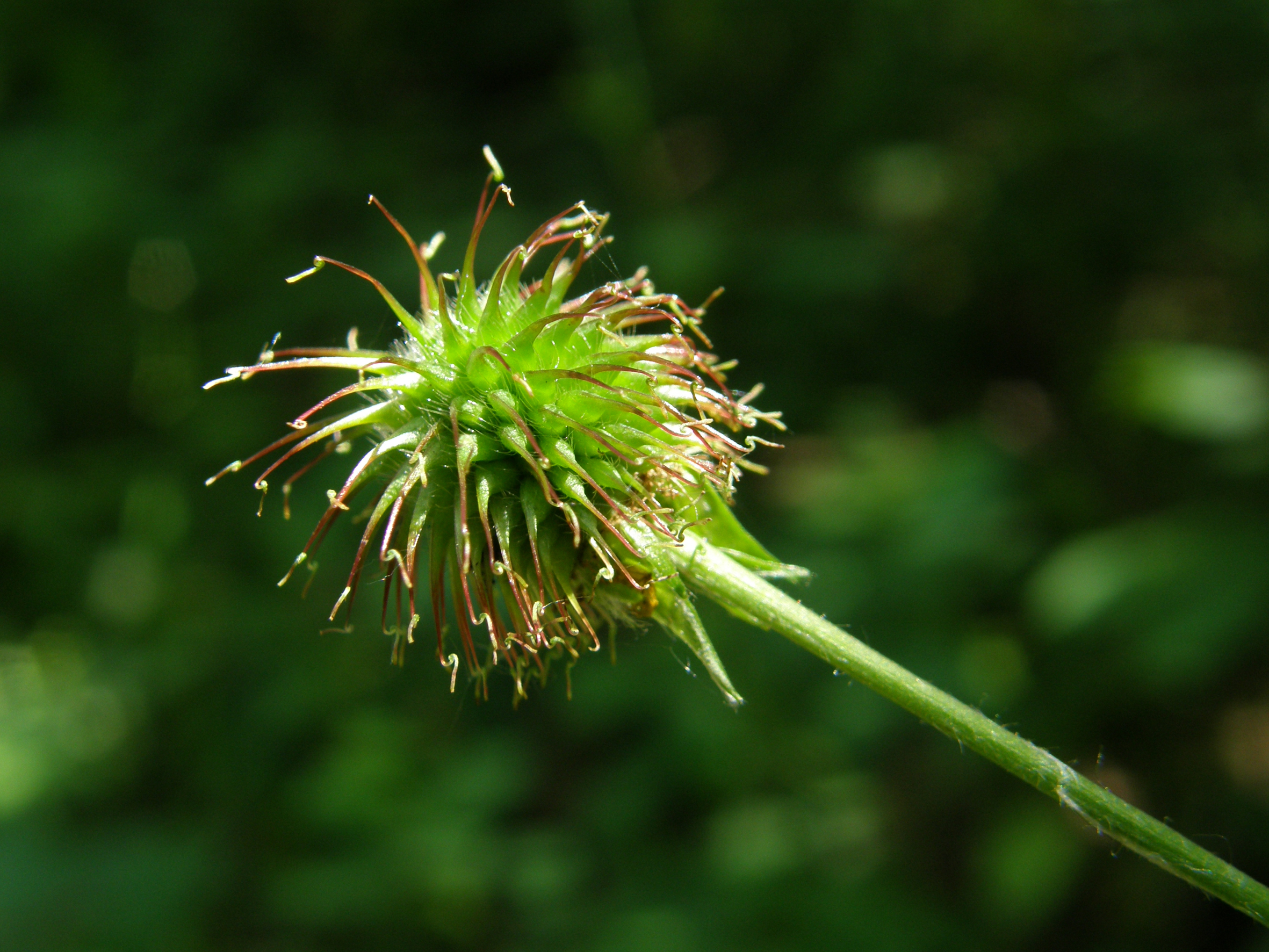 Nationalpark-Donau-Auen-13120-7-Flora-Krautige-EchteNelkenwurz,Neumair.JPG