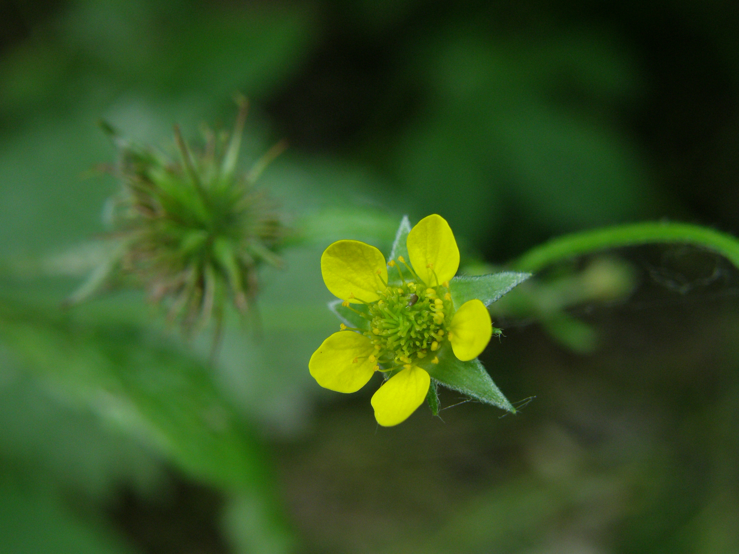 Nationalpark-Donau-Auen-13121-7-Flora-Krautige-EchteNelkenwurz,Neumair.JPG