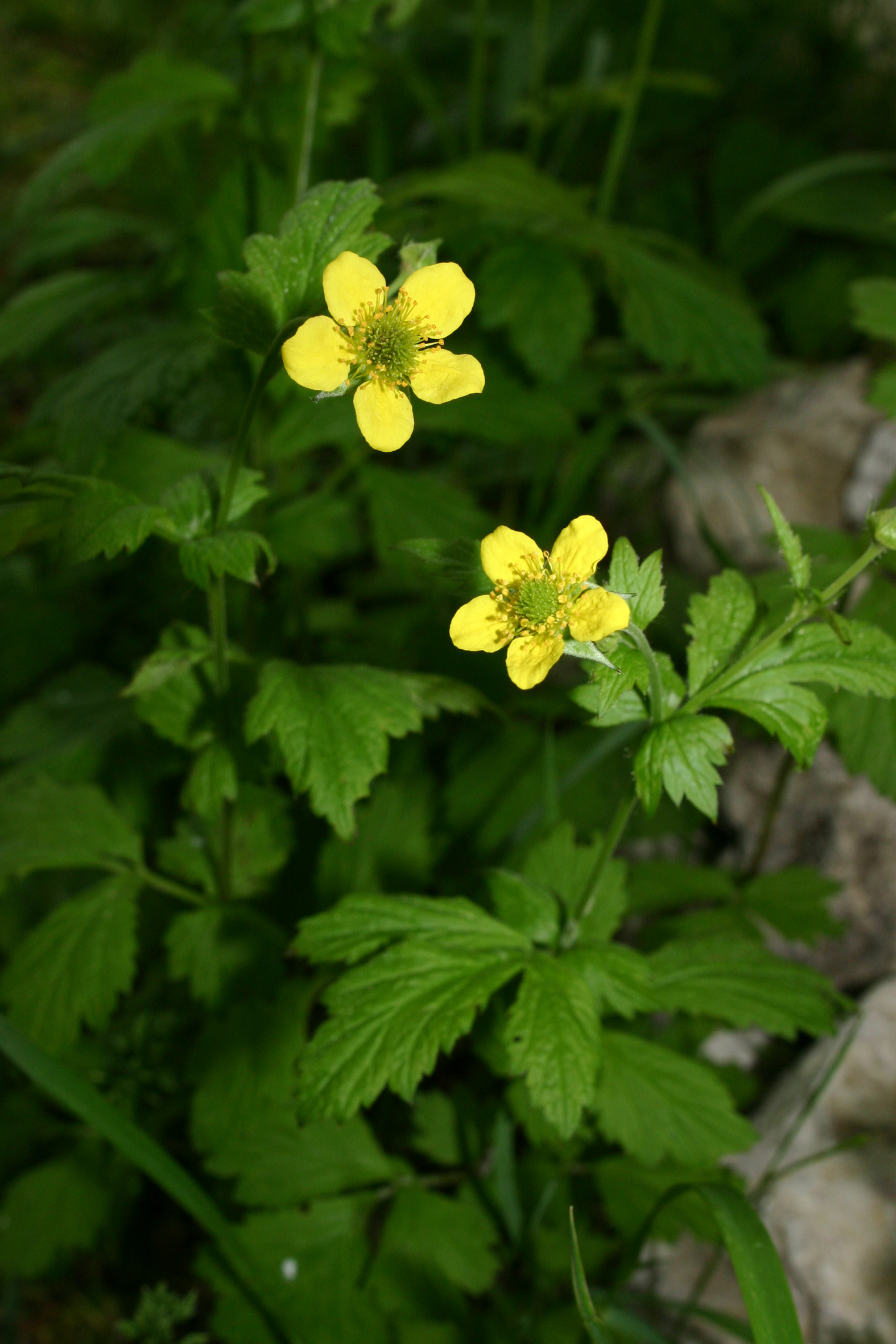 Nationalpark-Donau-Auen-13295-7-Flora-Krautige-EchteNelkenwurz,Mrkvicka.jpg