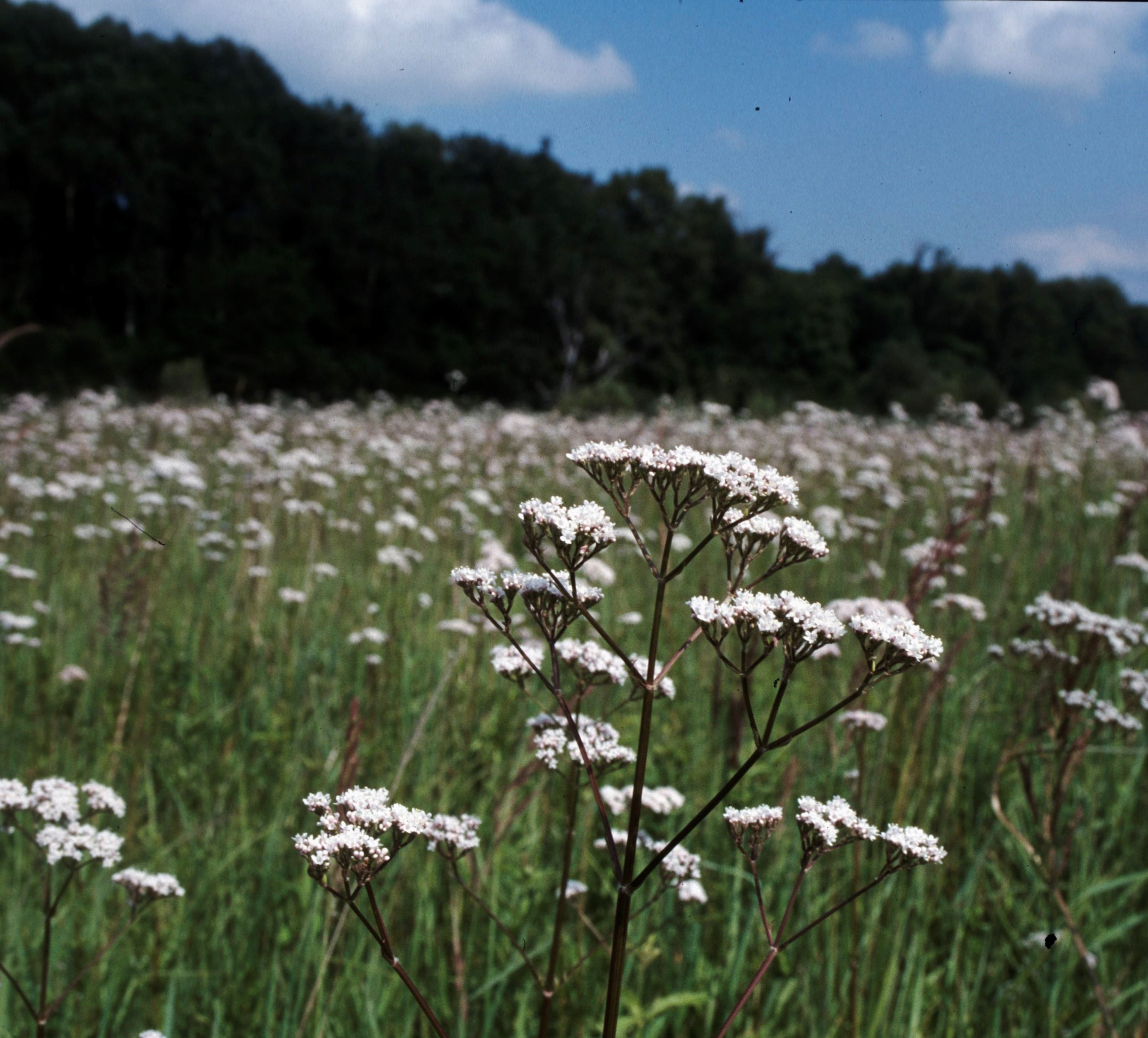 Nationalpark-Donau-Auen-2413-7-Flora-Krautige-Echter-Baldrian,Baumgartner.jpg