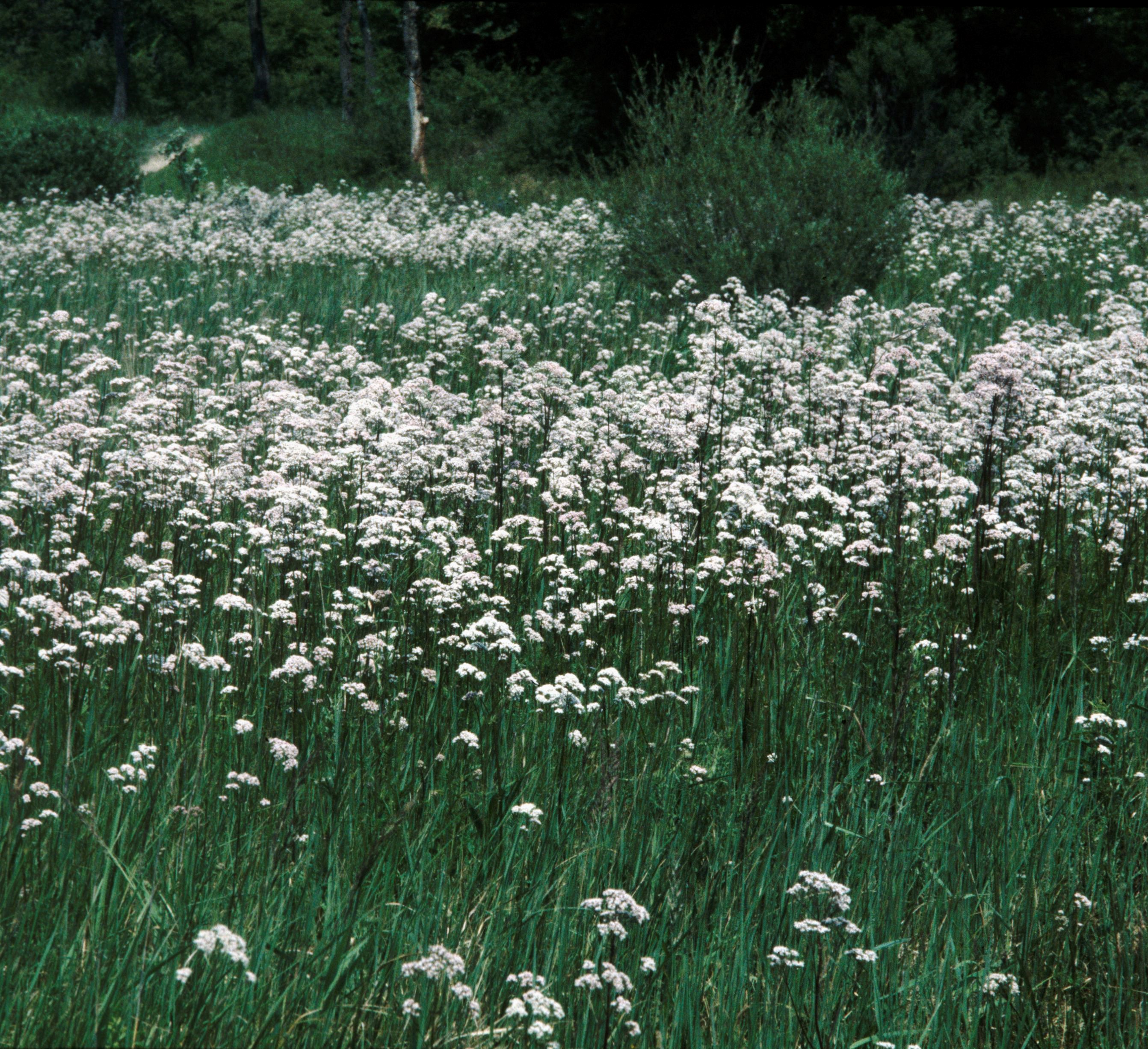 Nationalpark-Donau-Auen-2428-7-Flora-Krautige-Echter-Baldrian,Baumgartner.jpg