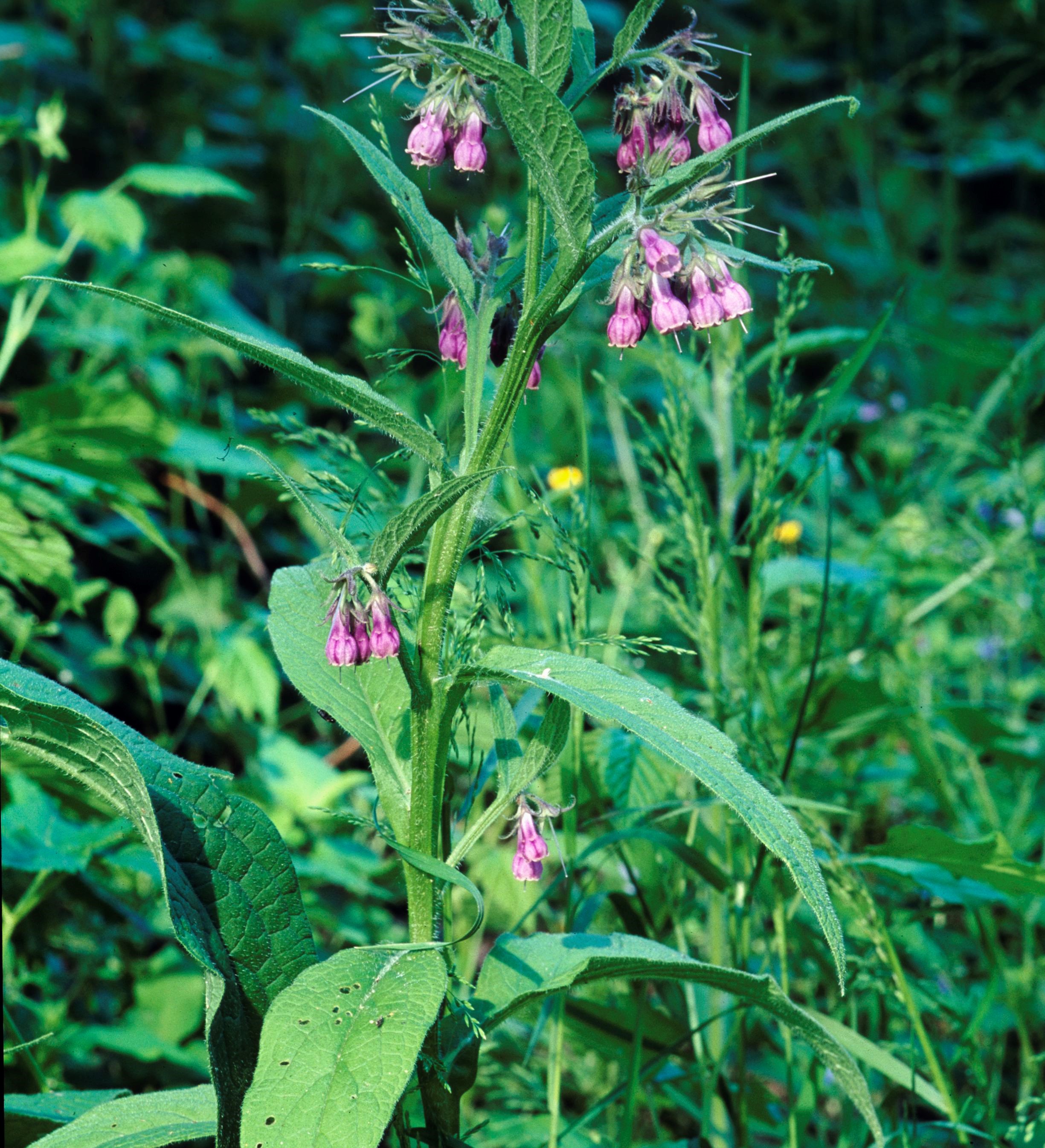 Nationalpark-Donau-Auen-2197-7-Flora-Krautige-Beinwell,Baumgartner.jpg