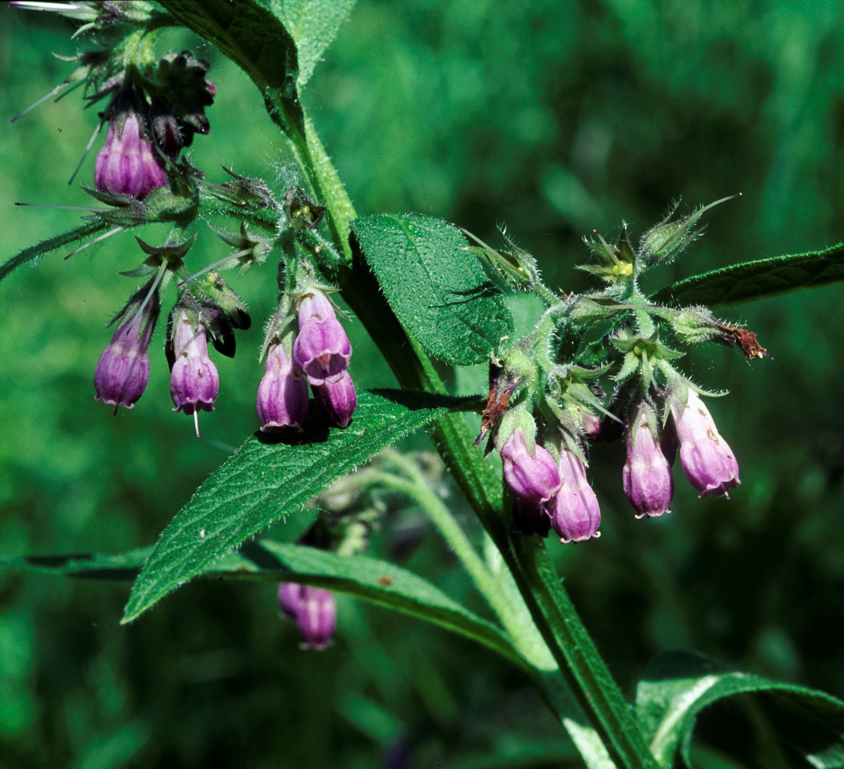 Nationalpark-Donau-Auen-2204-7-Flora-Krautige-Beinwell,Baumgartner.jpg