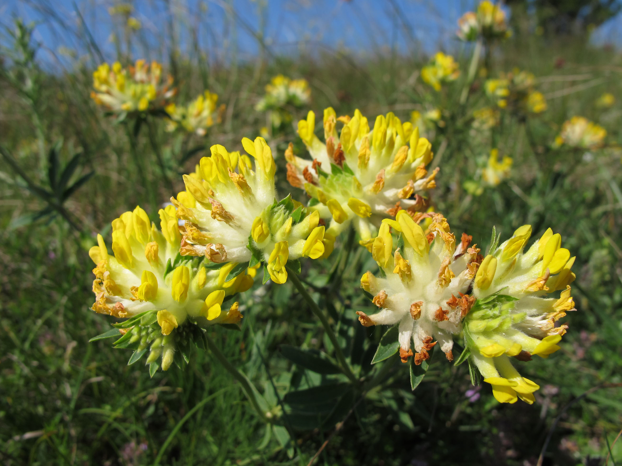 Nationalpark-Donau-Auen-21680-7-Flora-Krautige-WundkleeHundsheimerBerg,Baumgartner.JPG