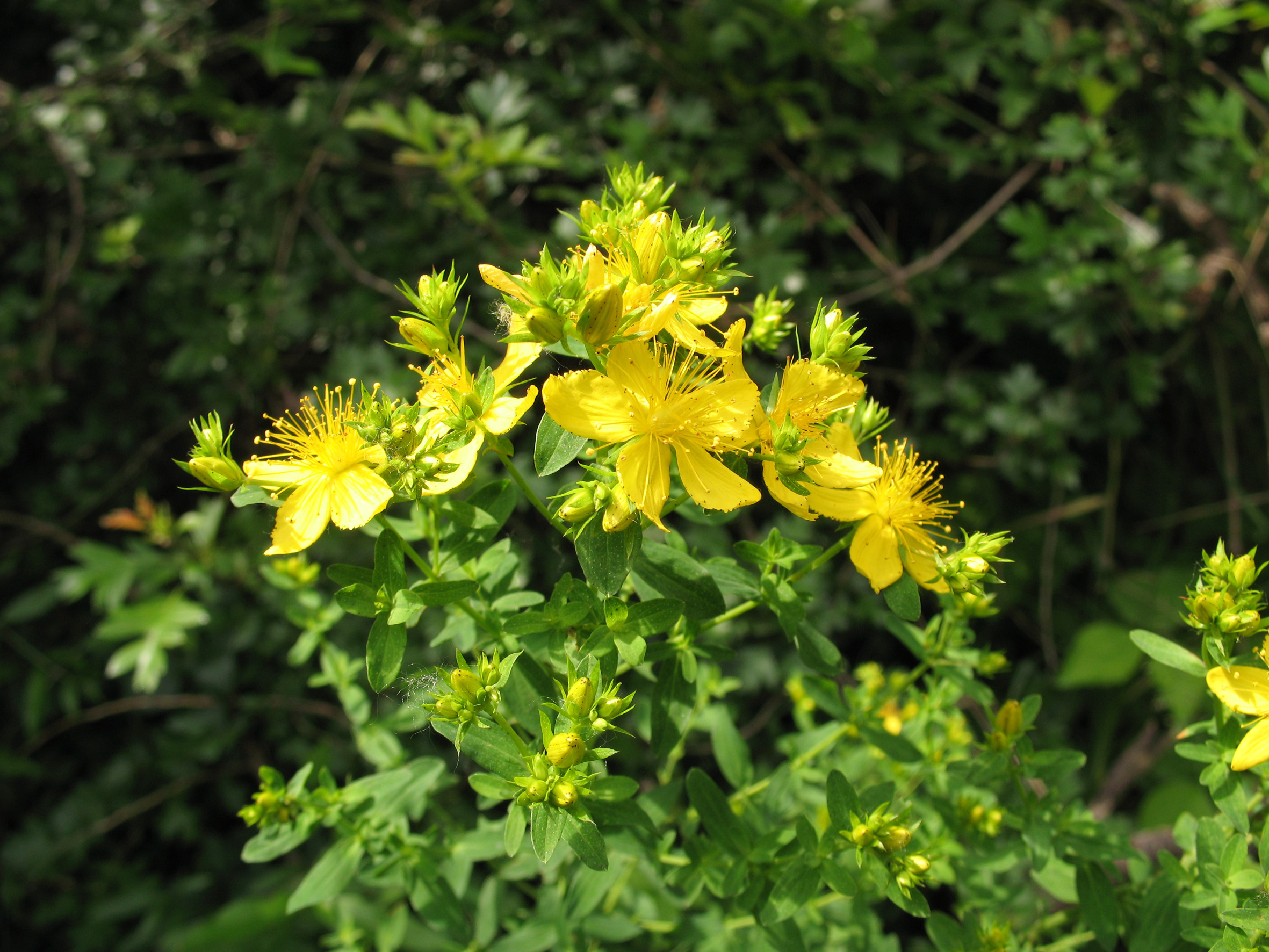 Nationalpark-Donau-Auen-13069-7-Flora-Krautige-Johanniskraut,Baumgartner.JPG