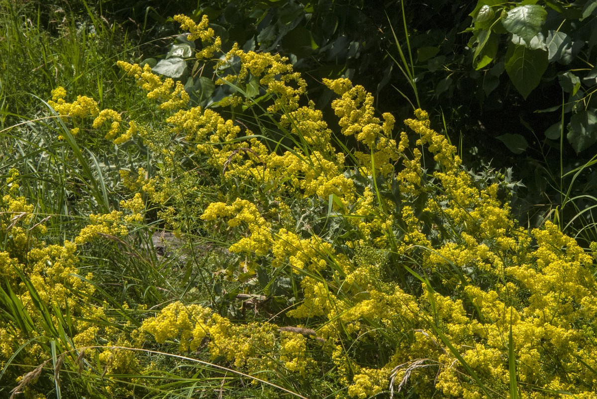 Nationalpark-Donau-Auen-Echtes-Labkraut,-Saxifraga-Jan-van-der-Straaten.jpg