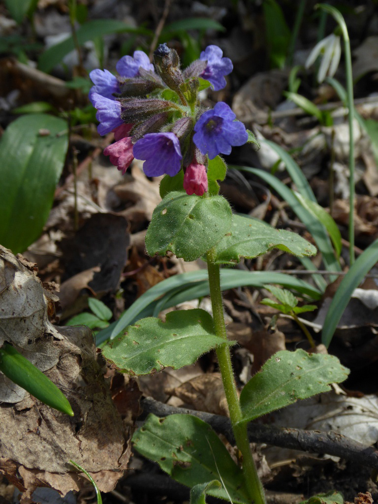 Nationalpark-Donau-Auen-32311-11-Flora-Geophyten-Lungenkraut,Neumair.JPG
