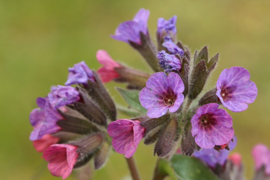 Nationalpark-Donau-Auen-41144-11-Flora-Geophyten-Lungenkraut,Baumgartner.JPG