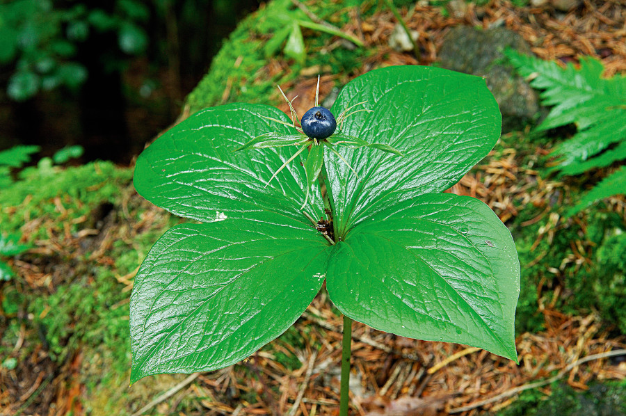 Nationalpark-Donau-Auen-13041-7-Flora-Krautige-Einbeere,KracherB.jpg