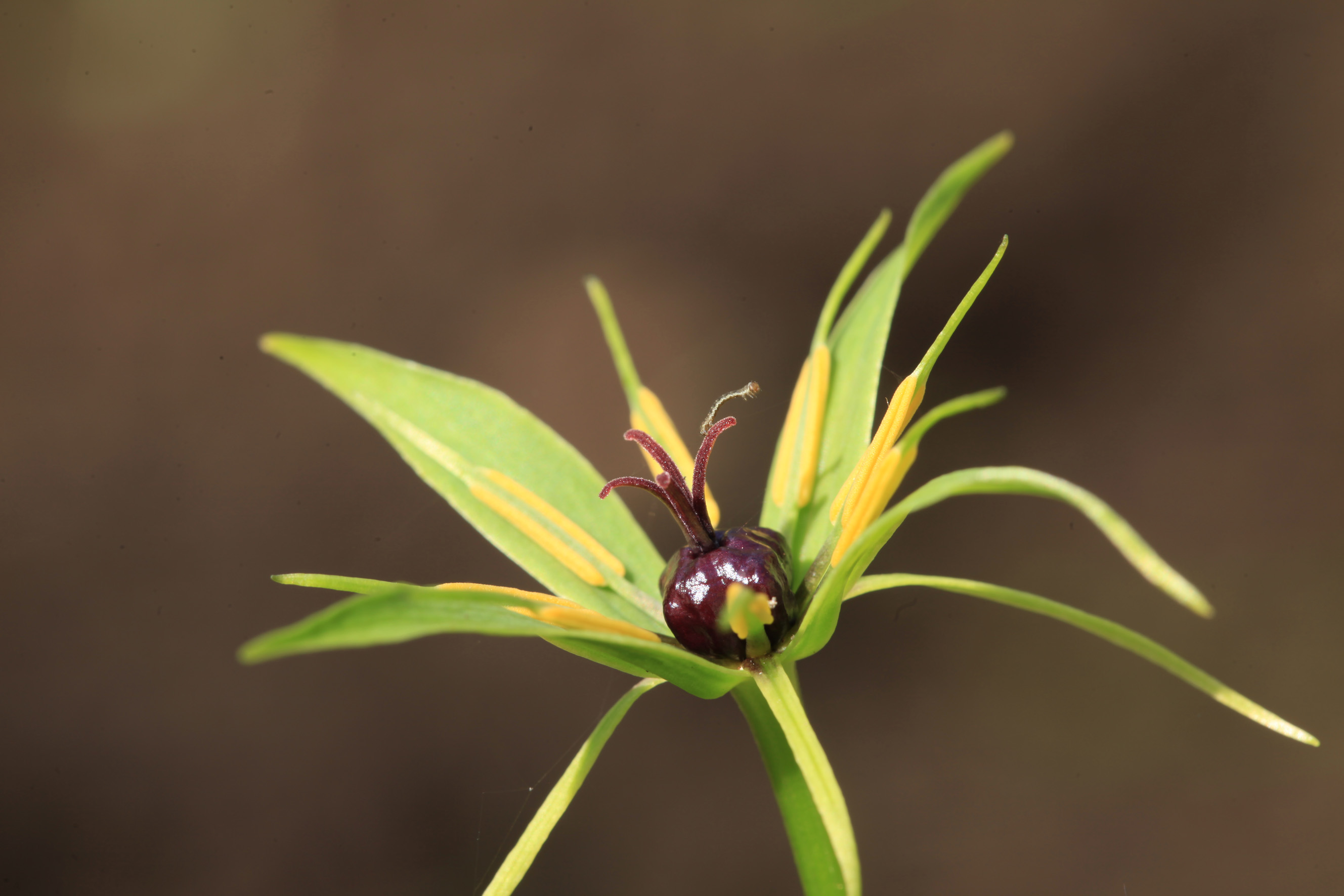 Nationalpark-Donau-Auen-38210-7-Flora-Krautige-Einbeere,Baumgartner.JPG