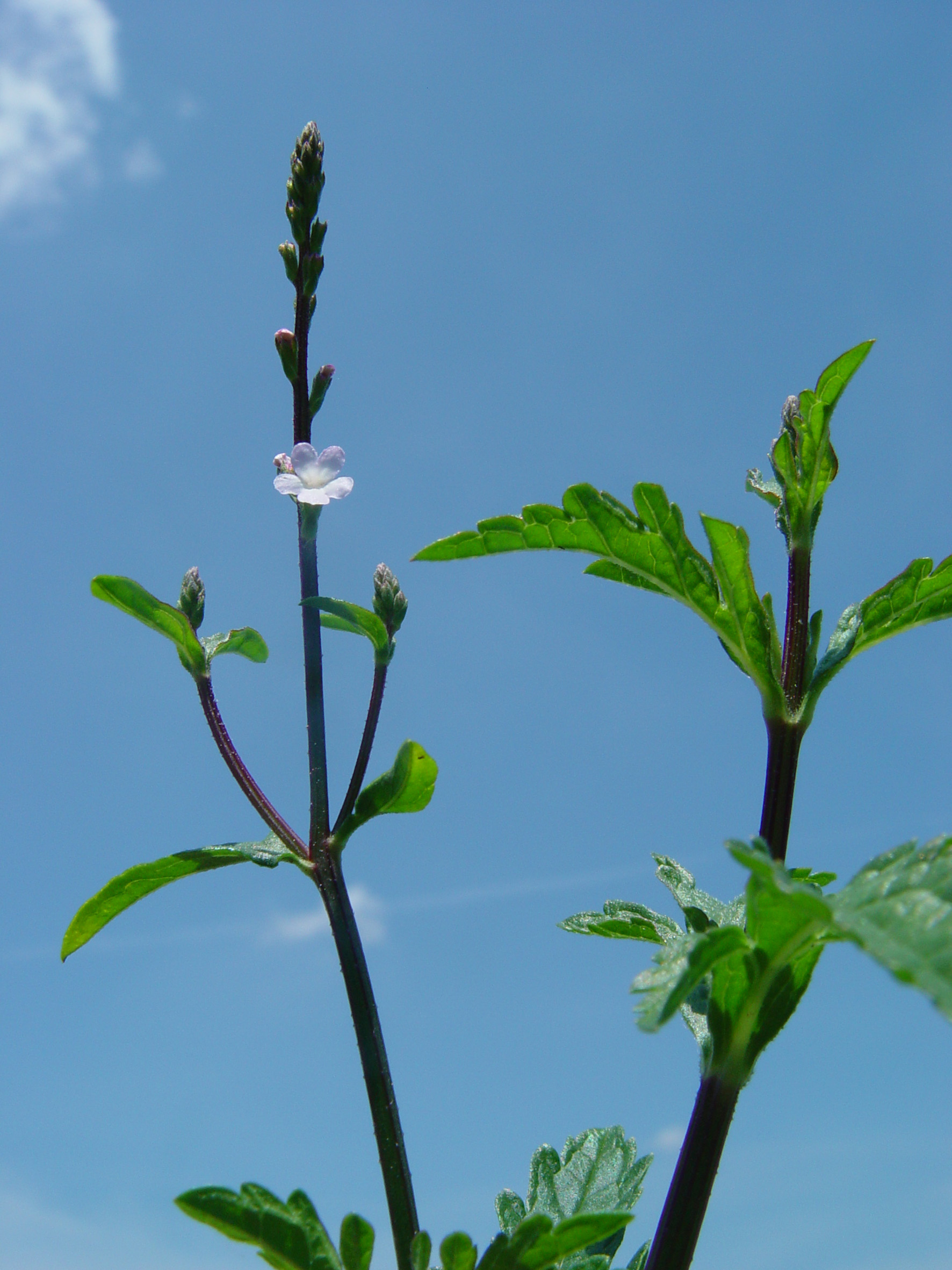 Nationalpark-Donau-Auen-13303-7-Flora-KrautigeGrosses-Eisenkraut,Mrkvicka.JPG