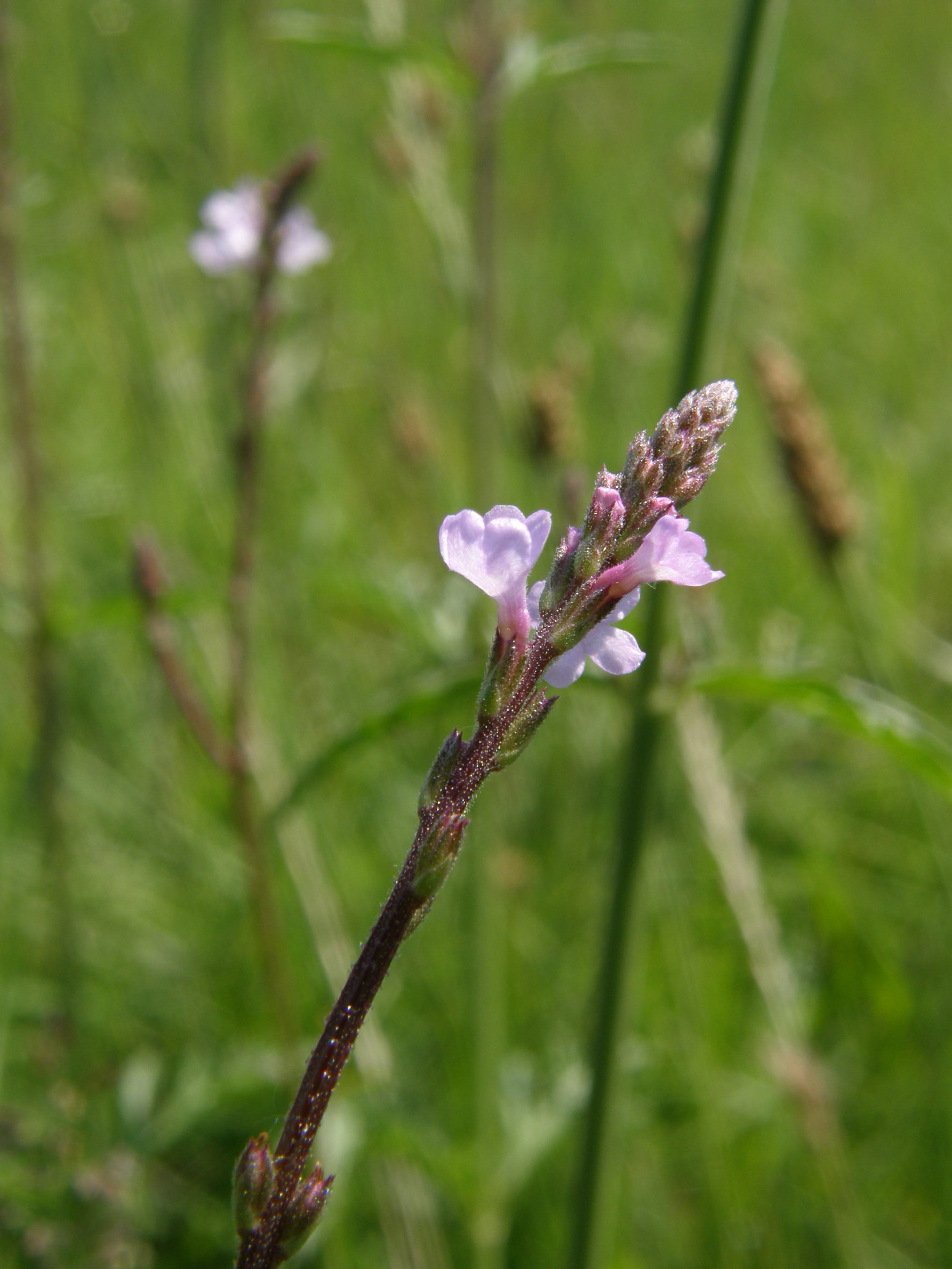 Nationalpark-Donau-Auen-13420-7-Flora-Krautige-Eisenkraut,Neumair.JPG
