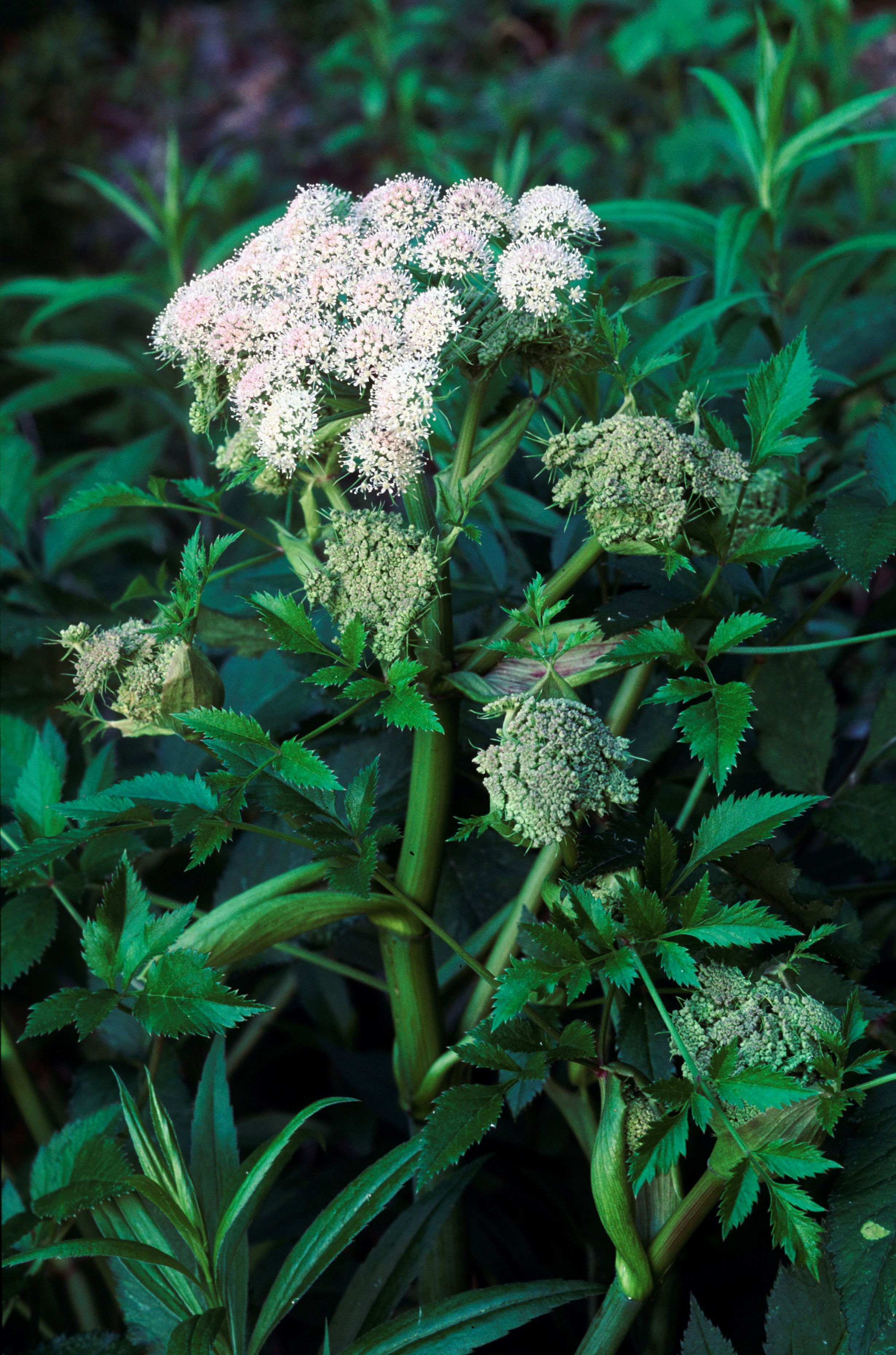 Nationalpark-Donau-Auen-6661-7-Flora-Krautige-Engelwurzen,Weiland.jpg