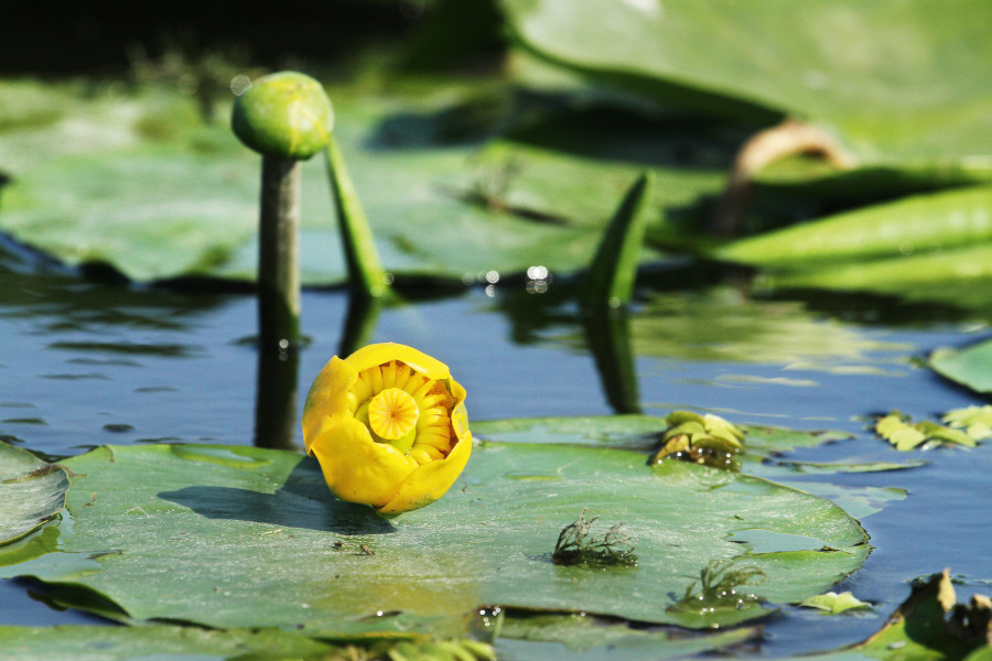 Nationalpark-Donau-Auen-32244-10-Flora-Wasserpflanzen-Teichrose,KernB.jpg