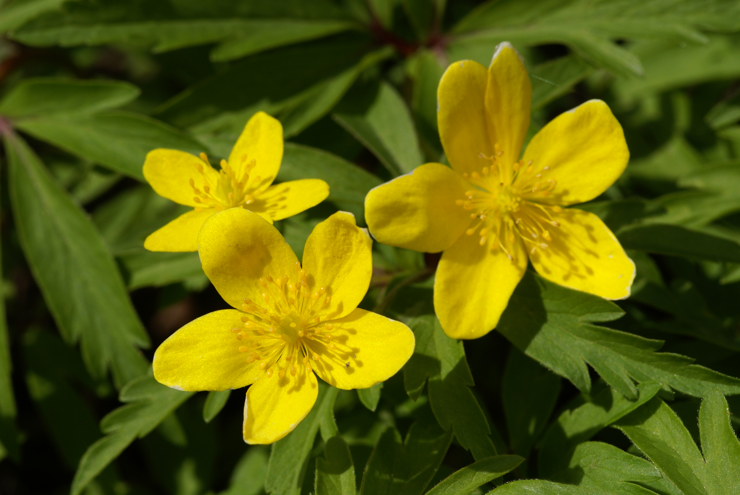 Nationalpark-Donau-Auen-14399-7-Flora-Krautige-gelbes-Windroschen,Baumgartner.JPG