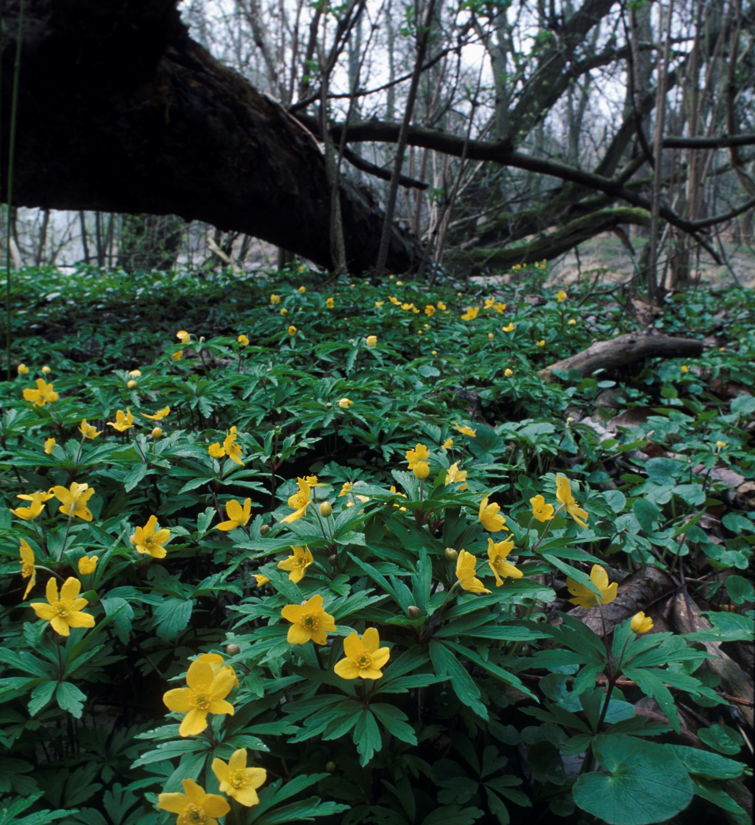 Nationalpark-Donau-Auen-6586-7-Flora-Krautige-Gelbes-Windroschen,Weiland.jpg