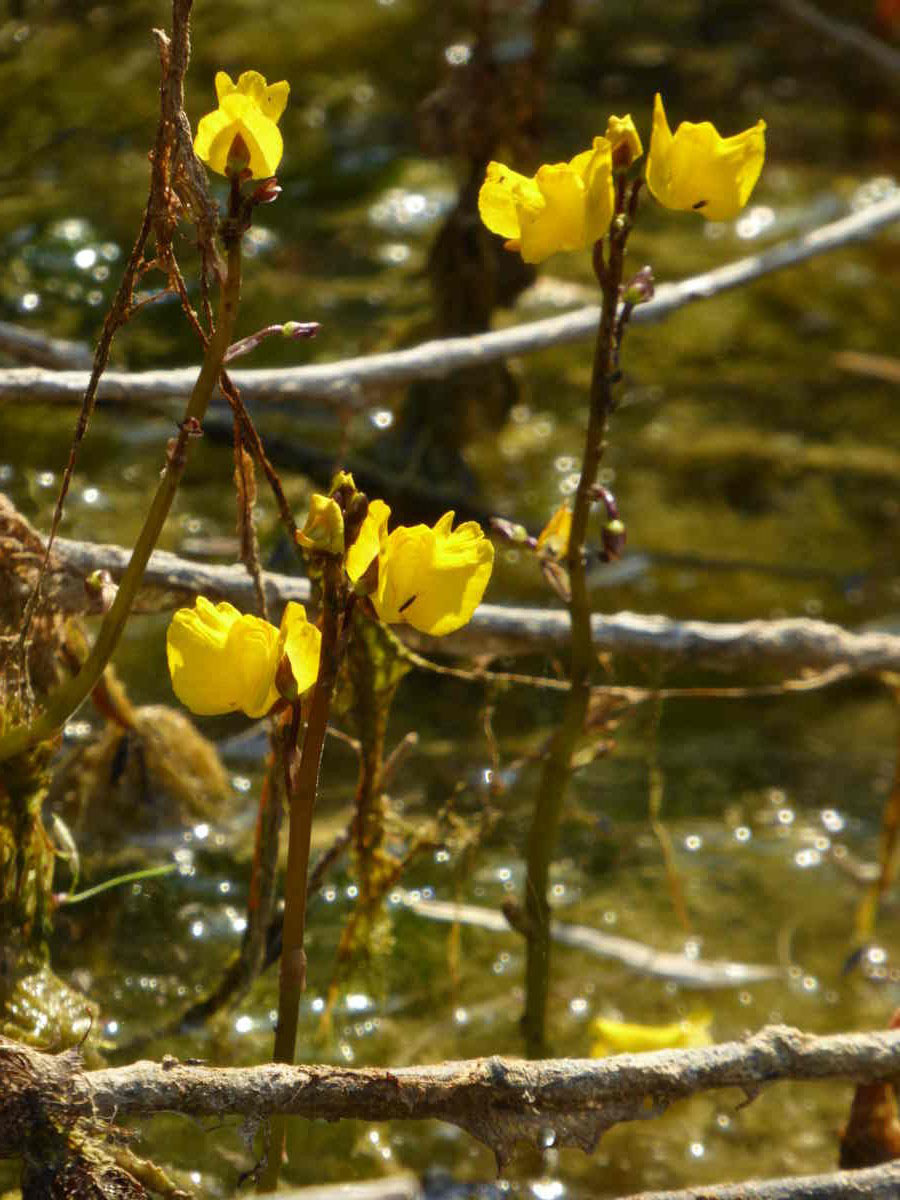 Nationalpark-Donau-Auen-37357-10-Flora-Wasserpflanzen-Wasserschlauch,Neumair.JPG