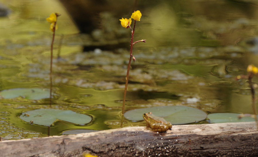 Nationalpark-Donau-Auen-42306-10-Flora-Wasserpflanzen-Wasserschlauch,SendorZeman.jpg
