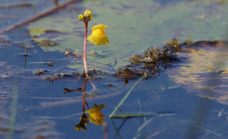 Nationalpark-Donau-Auen-42307-10-Flora-Wasserpflanzen-Wasserschlauch,SendorZeman.jpg
