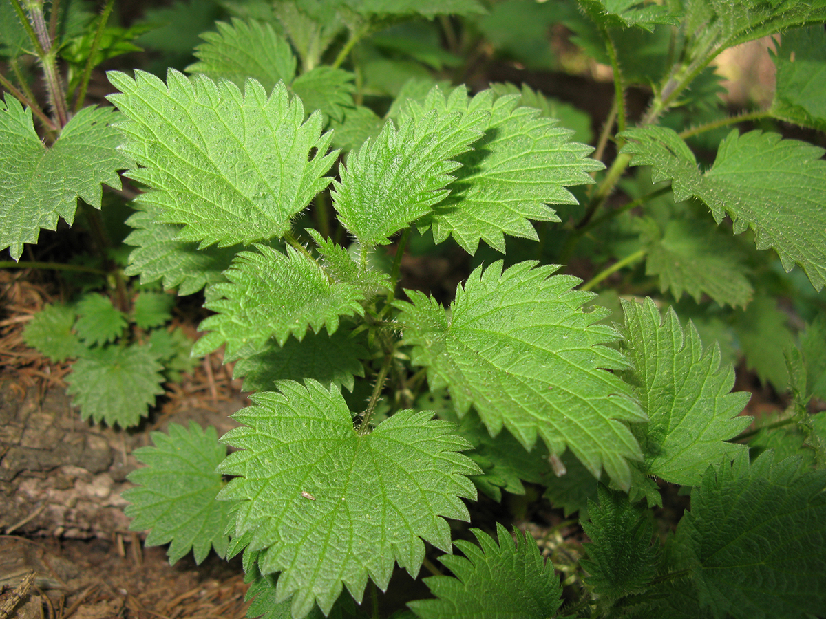 Nationalpark-Donau-Auen-16864-7-Flora-Krautige-Brennessel,Baumgartner.jpg