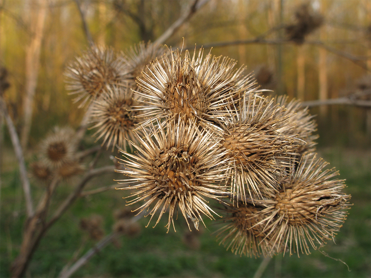 Nationalpark-Donau-Auen-14401_7_FloraKrautige_Grosse_Klette_Baumgartner.JPG