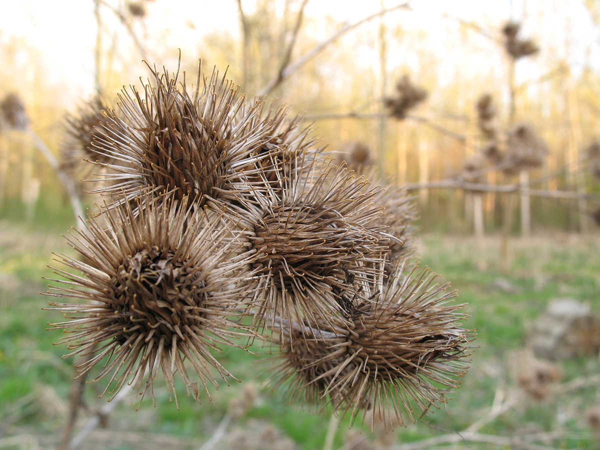 Nationalpark-Donau-Auen-14402_7_Flora-Krautige-grosse-Klette_Baumgartner.jpg
