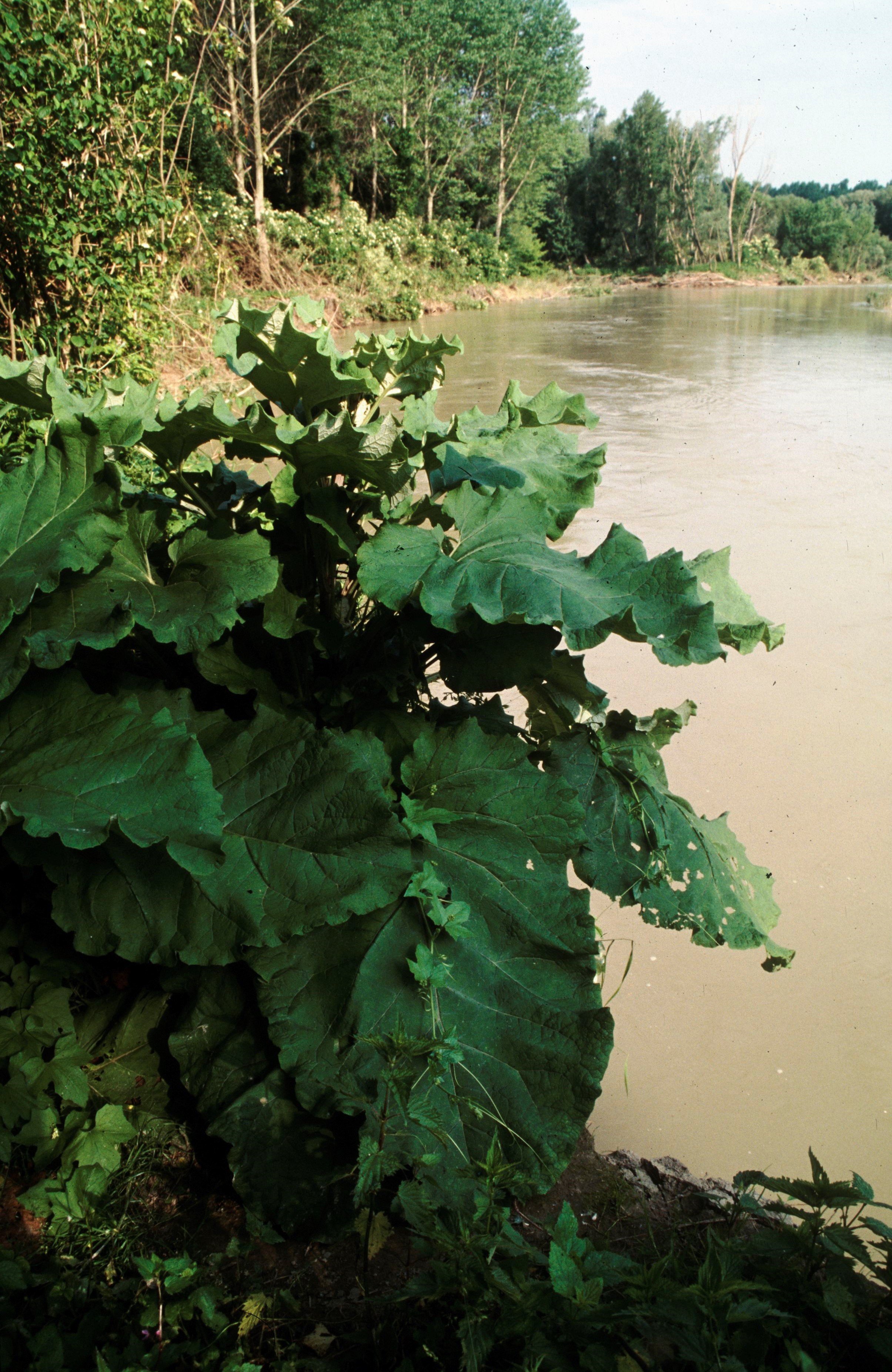 Nationalpark-Donau-Auen-1960-7-Flora-Krautige-Grosse-Klette,Loiskandl.jpg