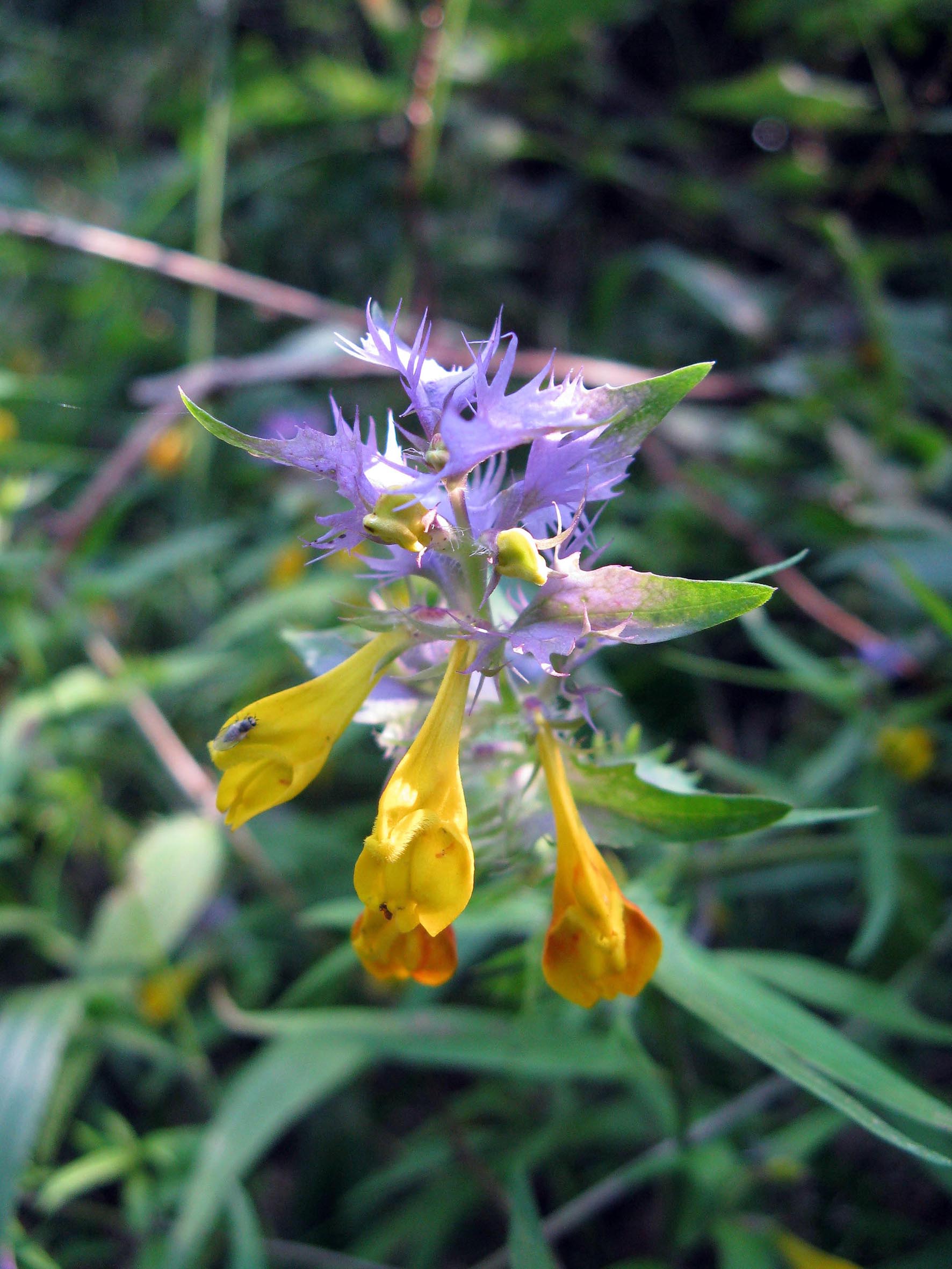 Nationalpark-Donau-Auen-34355-7-Flora-Krautige-Hainwachtelweizen,Hackl.jpg