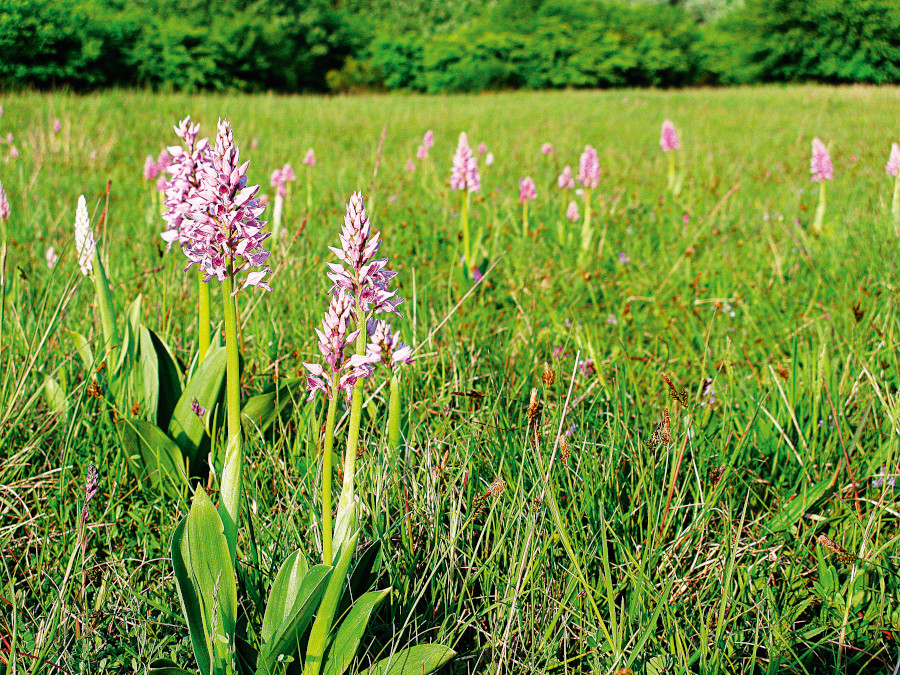 Nationalpark-Donau-Auen-16296-7-Flora-Krautige-Helmknabenkraut,BaumgartnerB.jpg