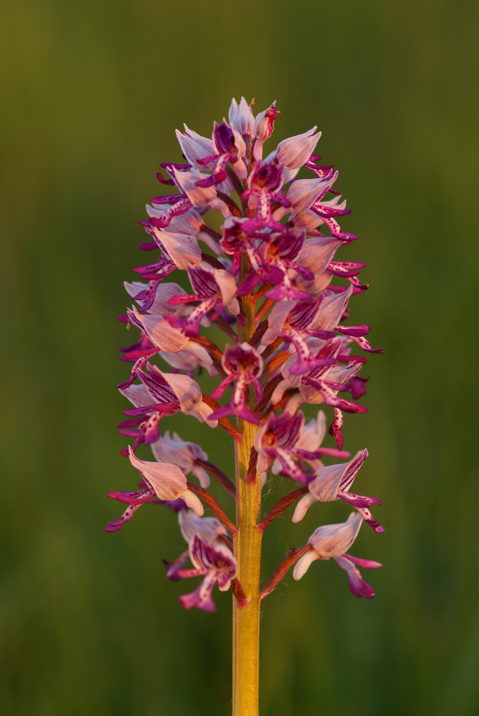 Nationalpark-Donau-Auen-16805-7-Flora-Krautige-Helmknabenkraut,Baumgartner.JPG