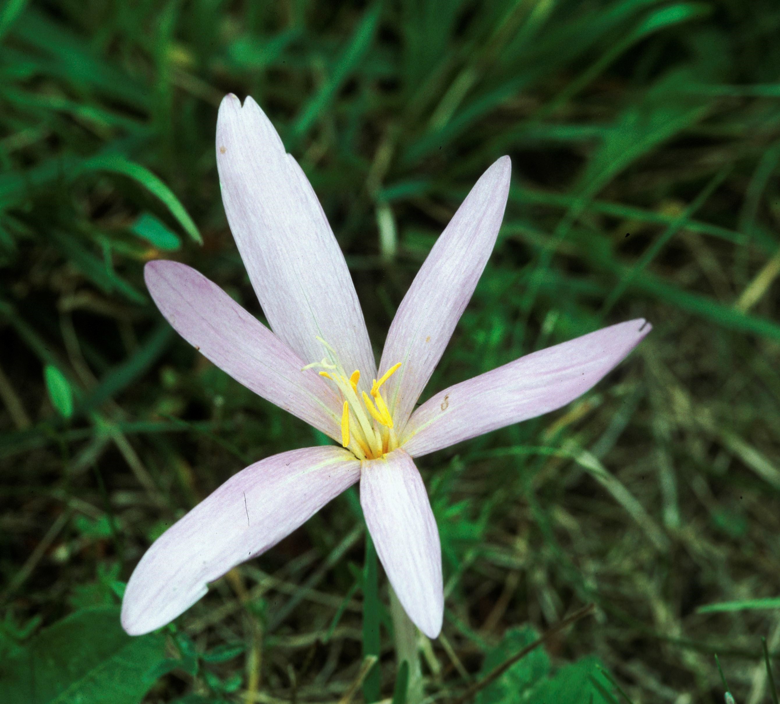 Nationalpark-Donau-Auen-3723-7-Flora-Krautige-Herbstzeitlose,Baumgartner.jpg