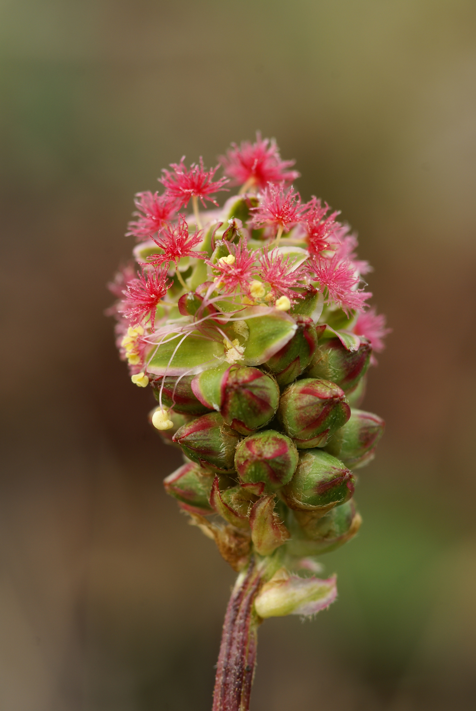 Nationalpark-Donau-Auen-16775-7-Flora-Krautige-Kleiner-Wiesenknopf,Baumgartner.JPG